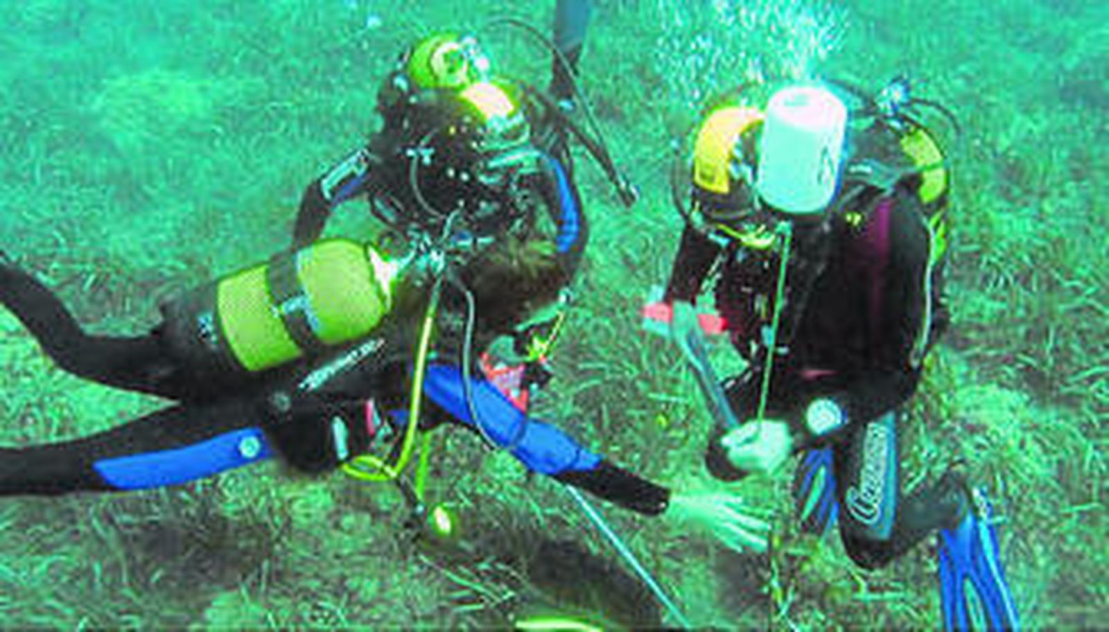 Tres buceadores en una de las zonas de Posidonia oceánica.