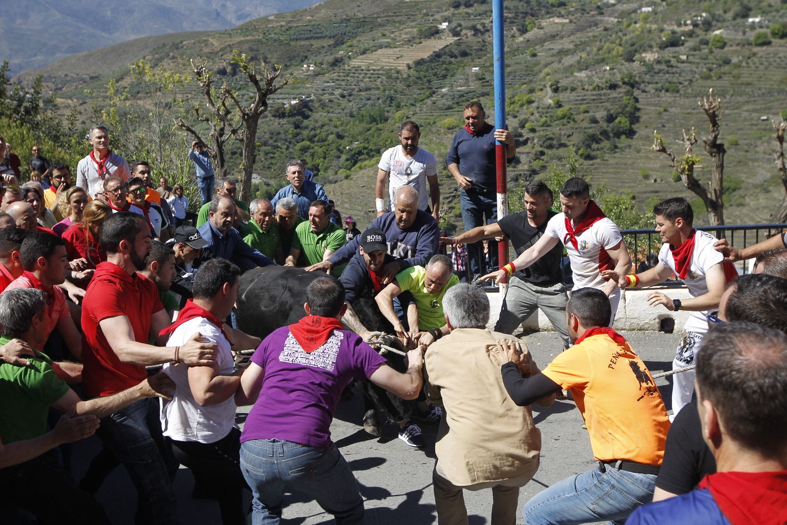 Fotogalería Tosos Ensogaos Ohanes. Fiestas San Marcos.
