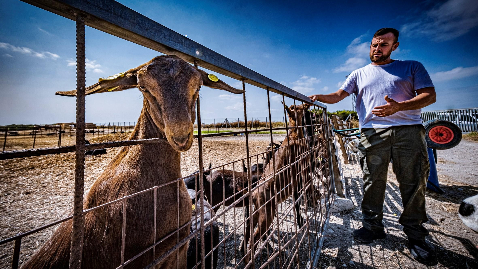 Luis Bermúdez, junto a algunas cabras en la explotación ganadera que José Ángel tiene entre Chipiona y Rota.