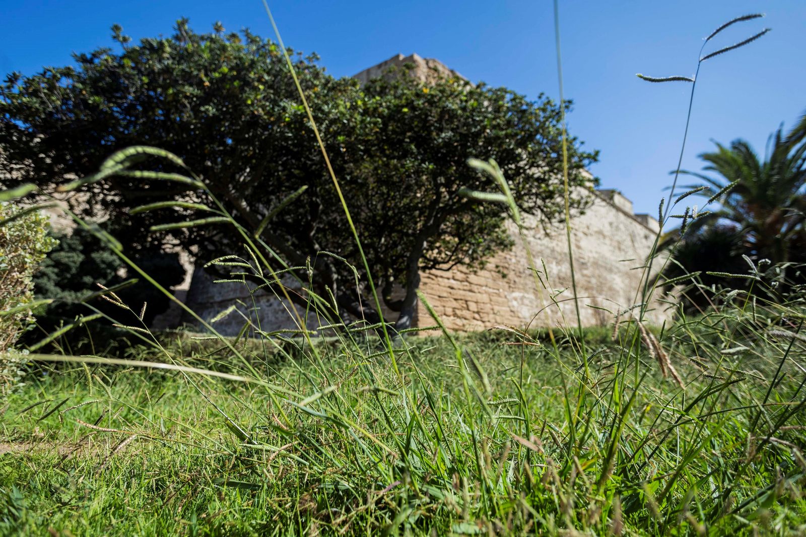 El estado de los jardines de la muralla de Cádiz