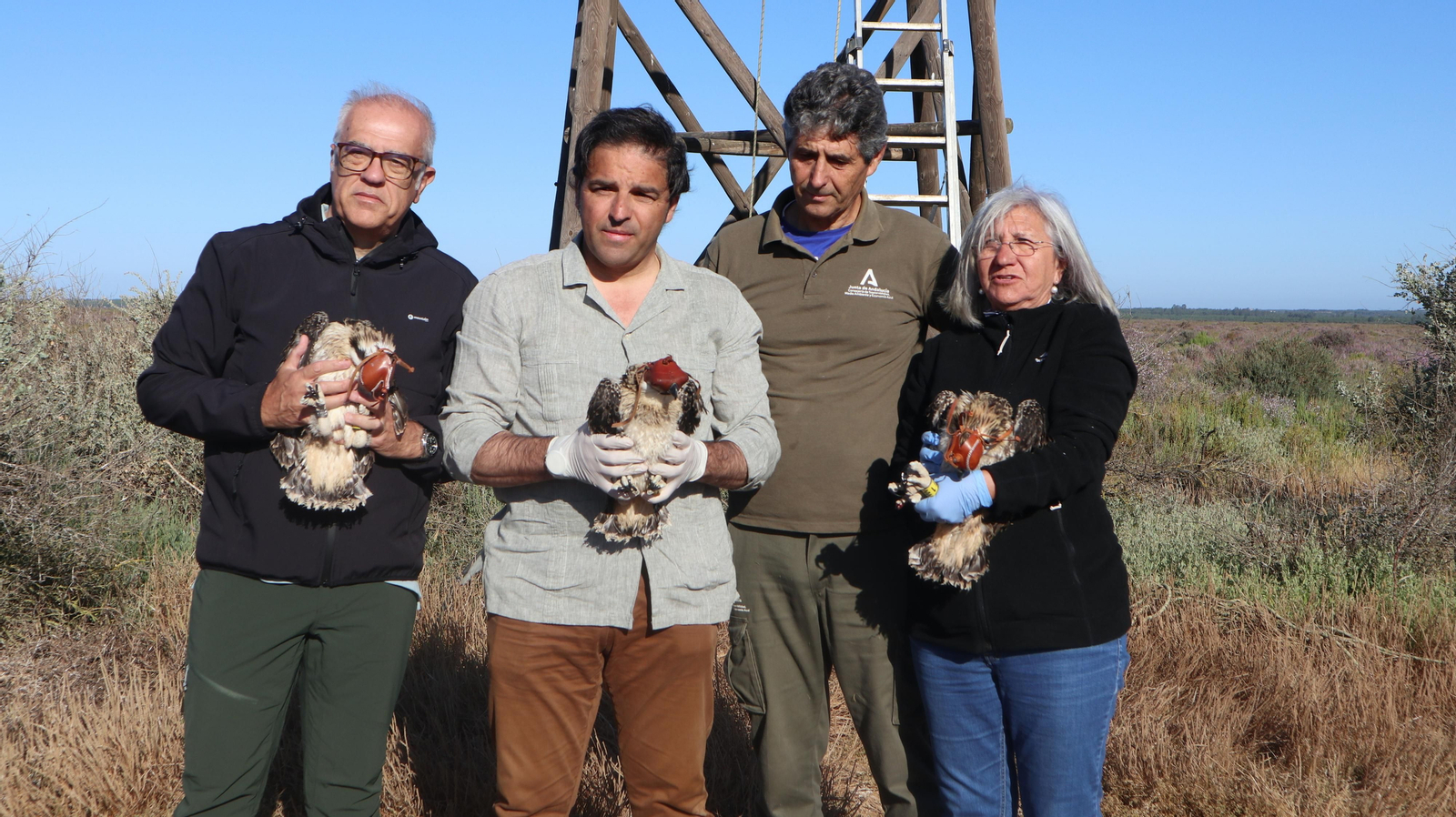 Anillamiento de tres pollos de águila pescadora nacidas en el Paraje Natural Marismas del Odiel
