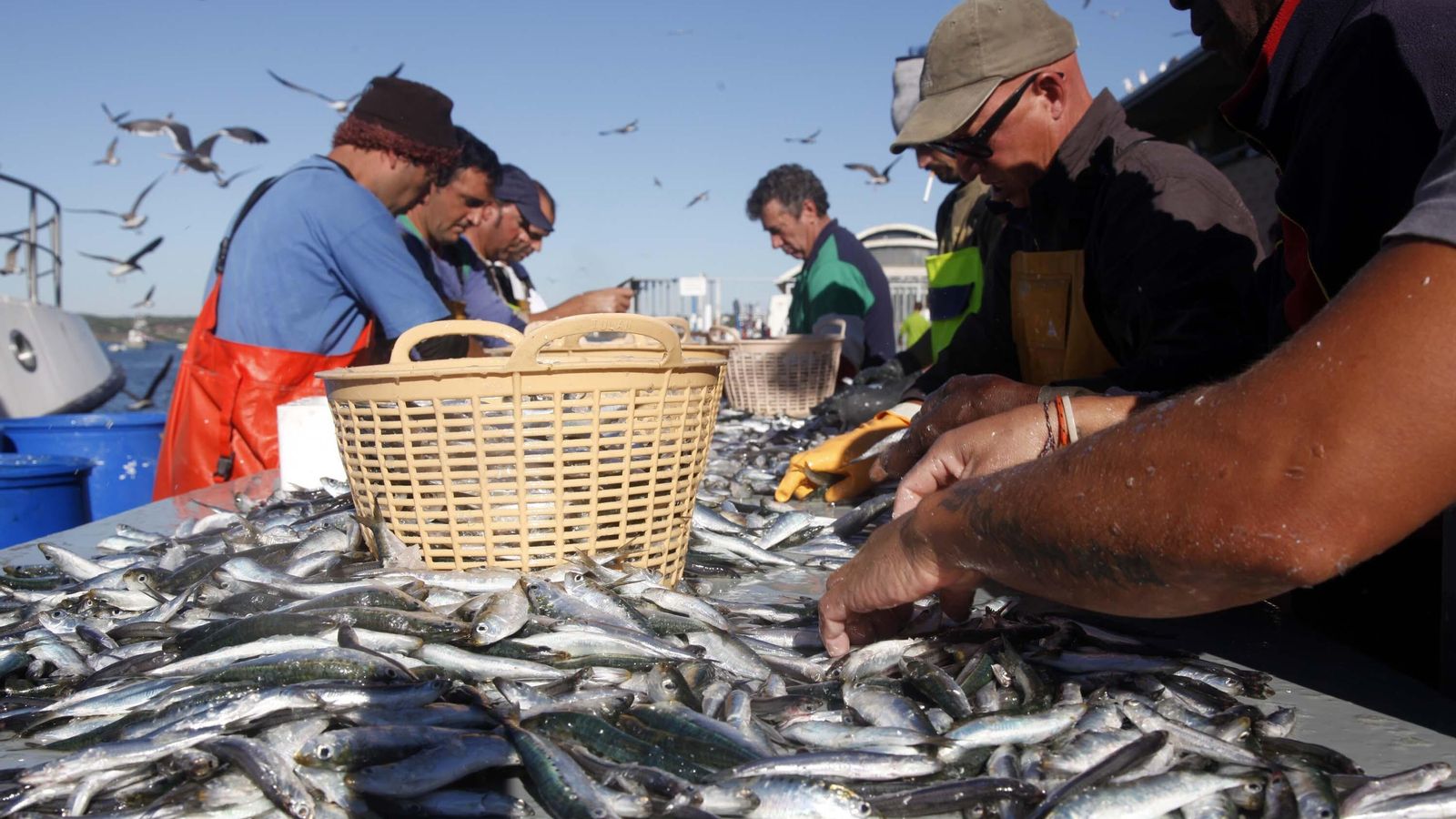En la 'pesca-turismo' los visitantes son testigos de las faenas que los profesionales realizan en el mar