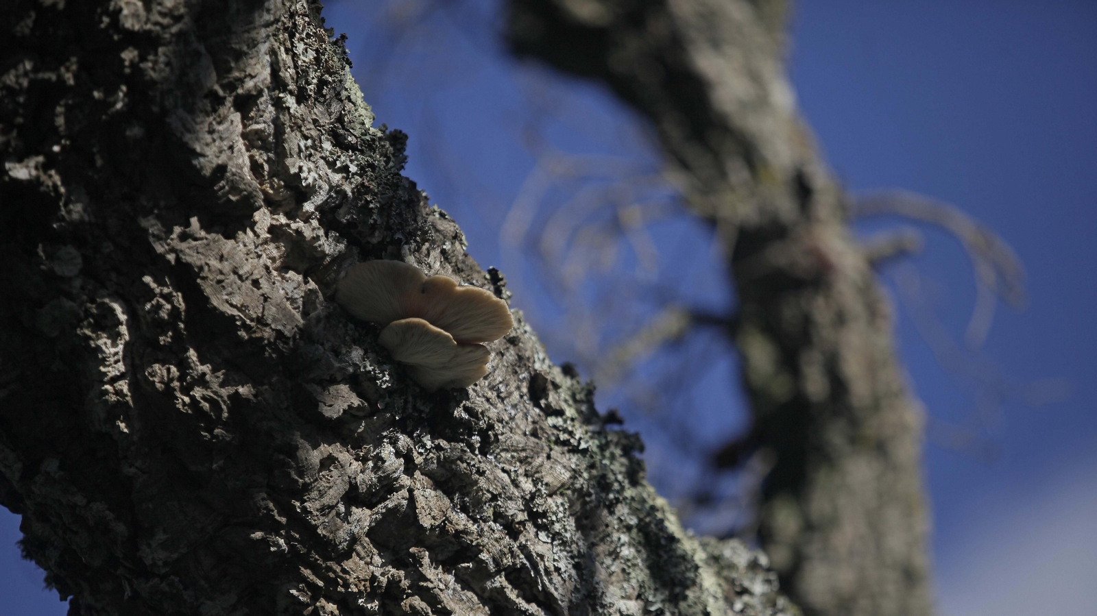 Sendero de la finca Murta en Los Barrios