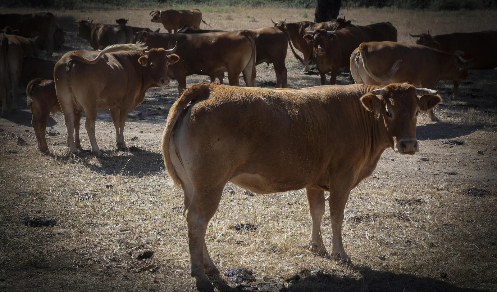 Vacas destinadas al consumo cárnico.