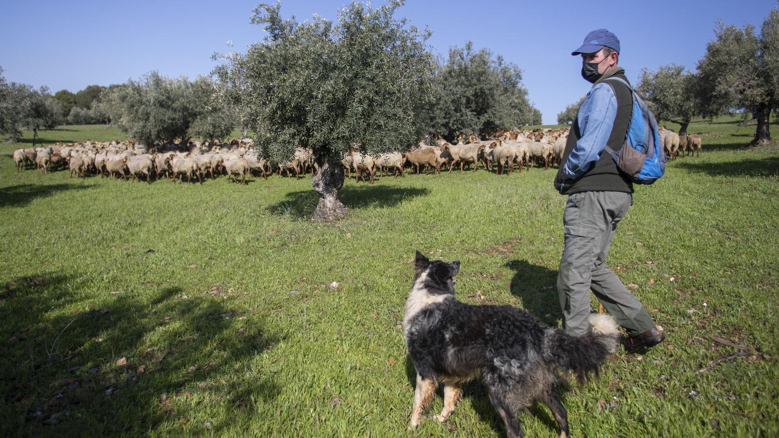 Imagen de archivo de un pastor en el olivar de la Dehesa  del Generalife