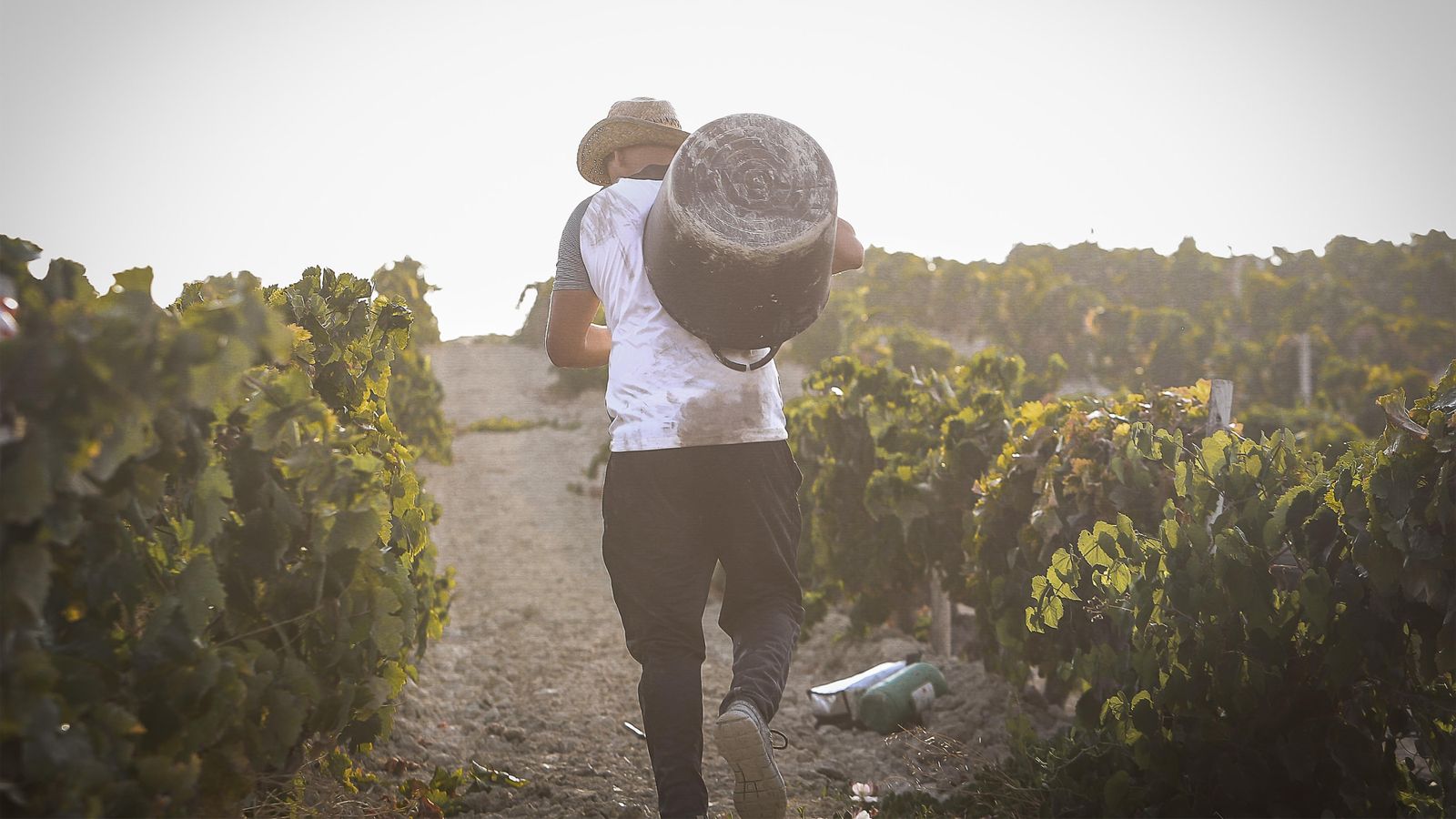 Imágenes de la vendimia de Bodega Estévez