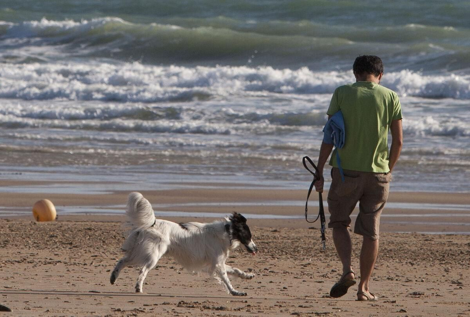 5 planes de verano para compartir con tu perro en Cádiz