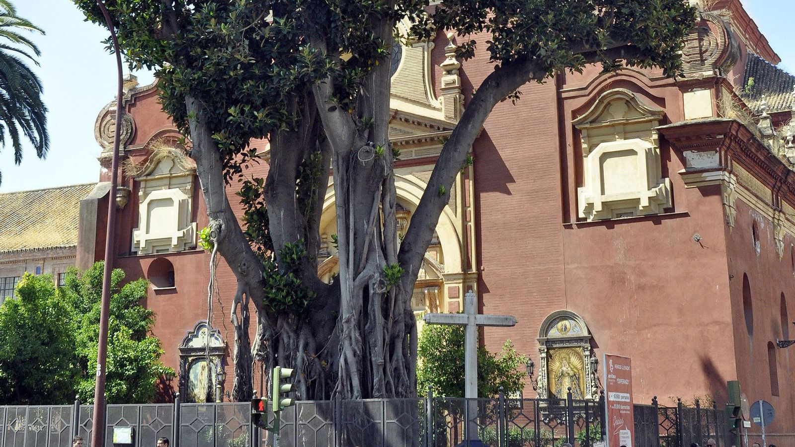 Imagen de archivo del ficus situado en la esquina de la calle San Jacinto de Triana.