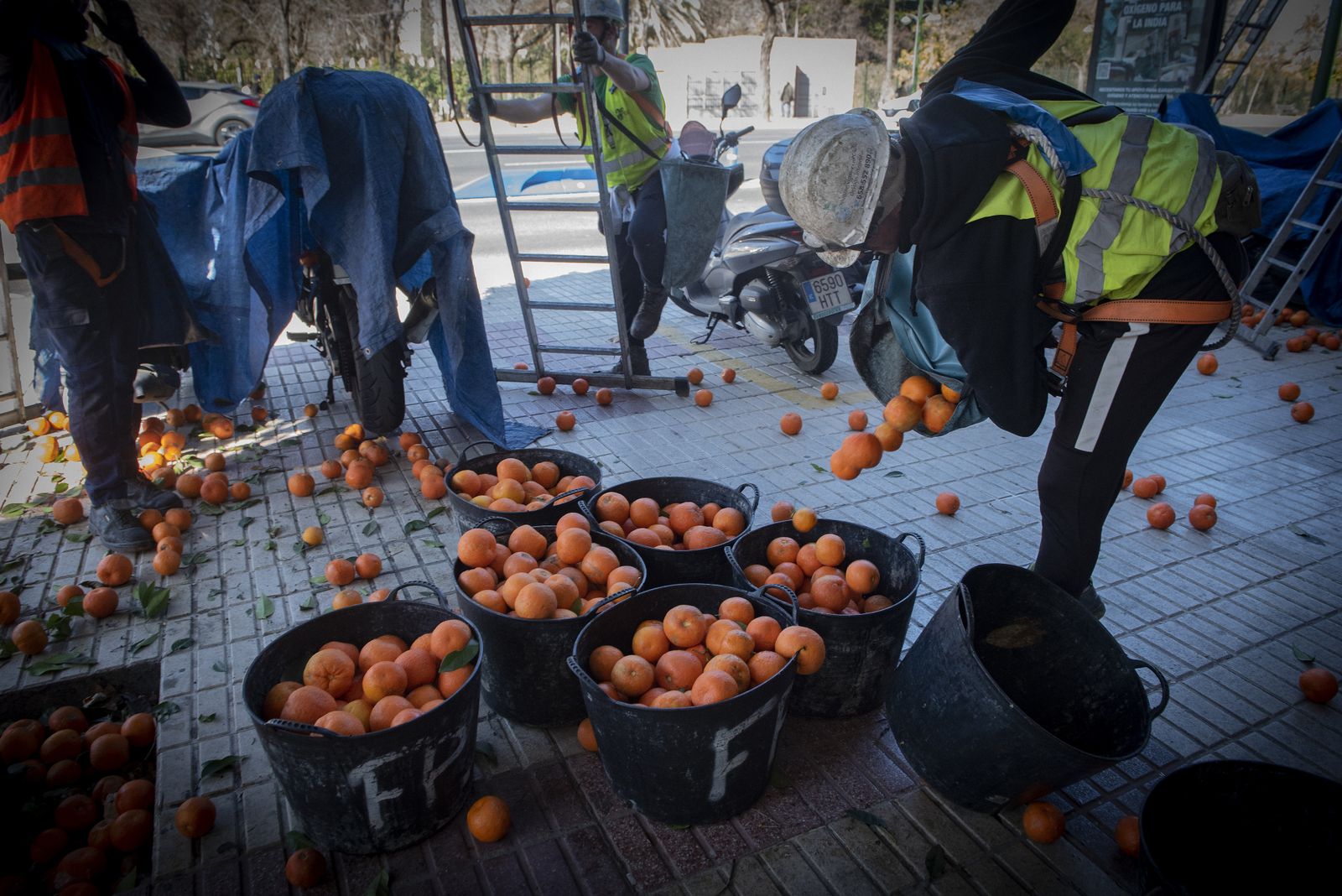 La recogida de naranja amarga en Sevilla