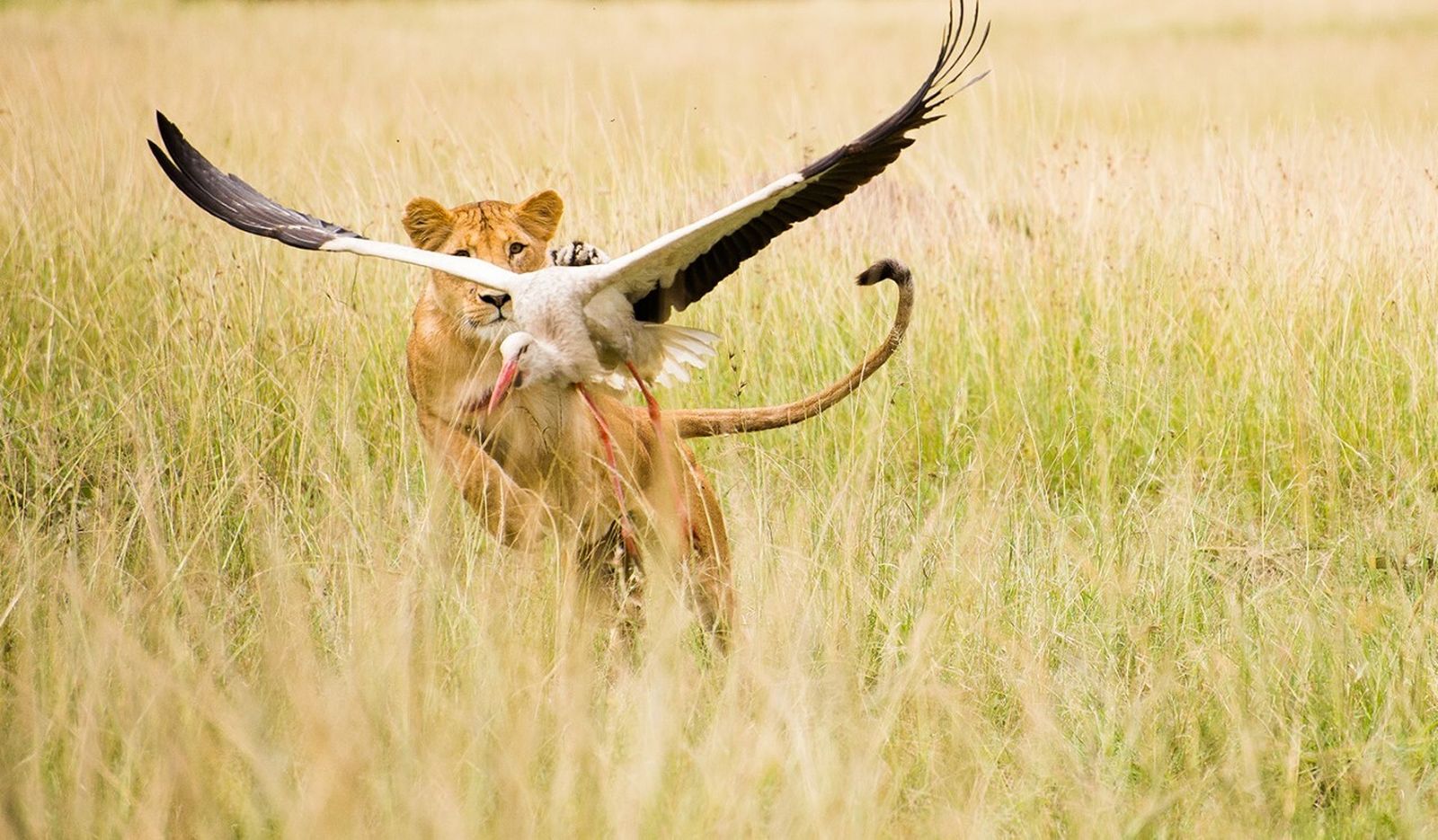 Una espectacular imagen de 'Wild Covid'