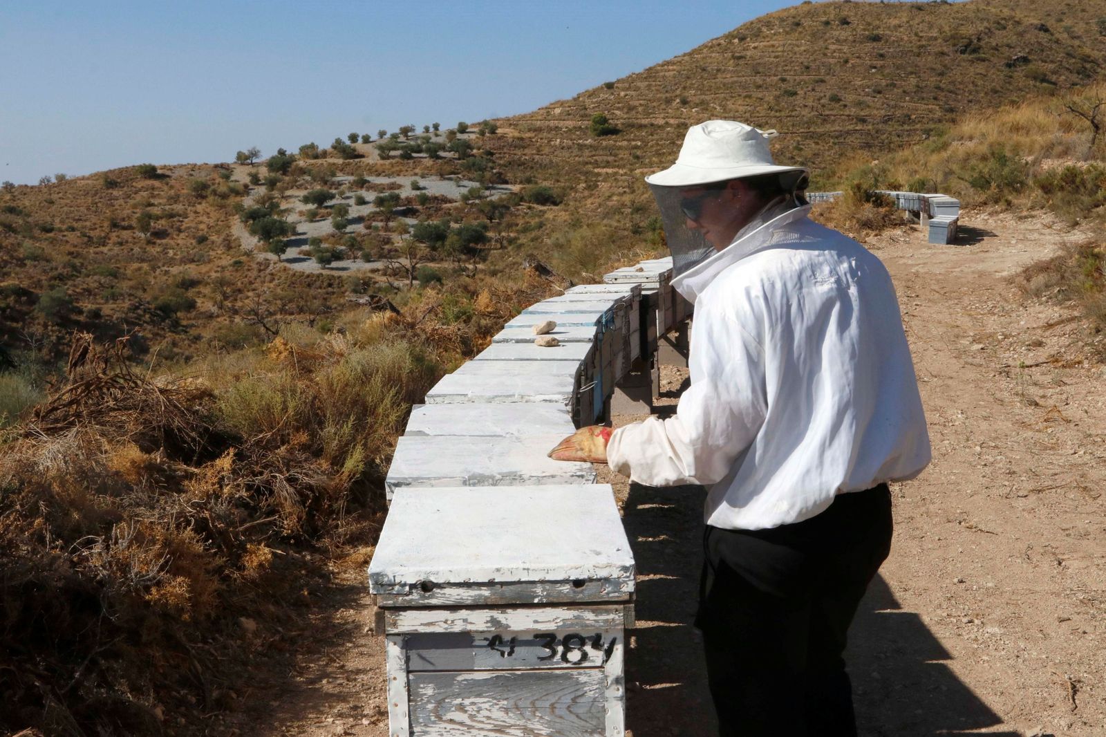 Un apicultor comprueba una de sus colmenas.