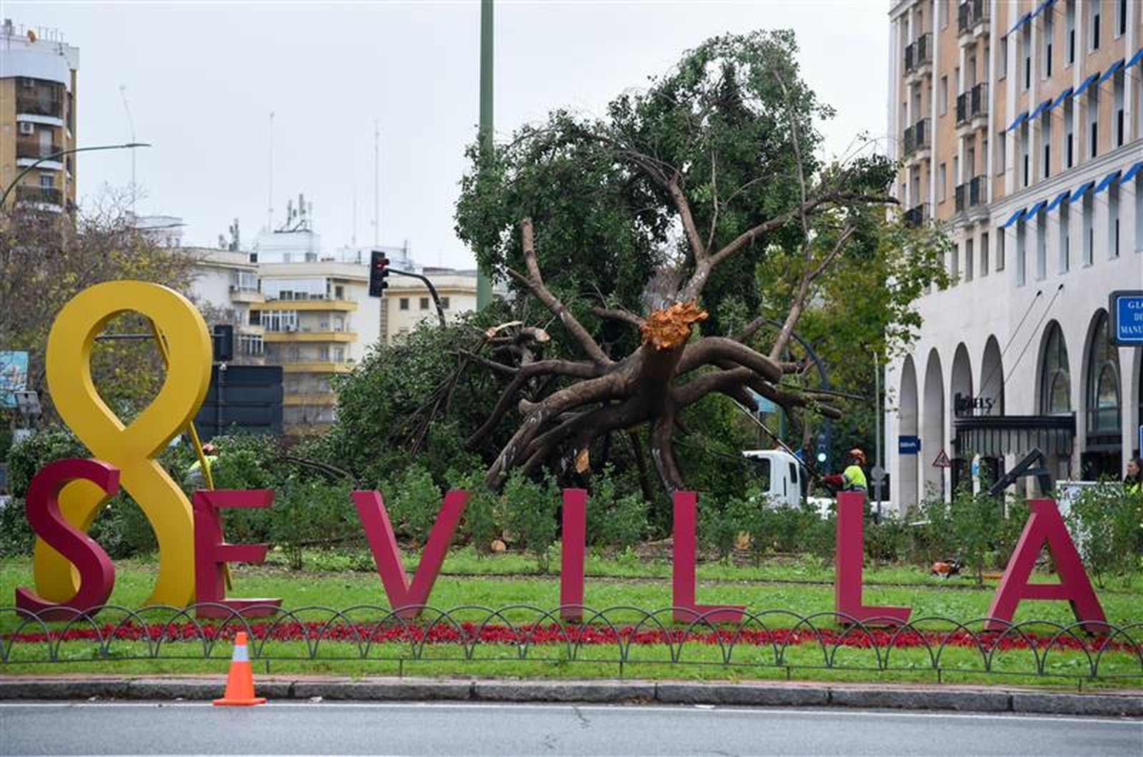 Árboles arrancados por la Borrasca Leonardo
