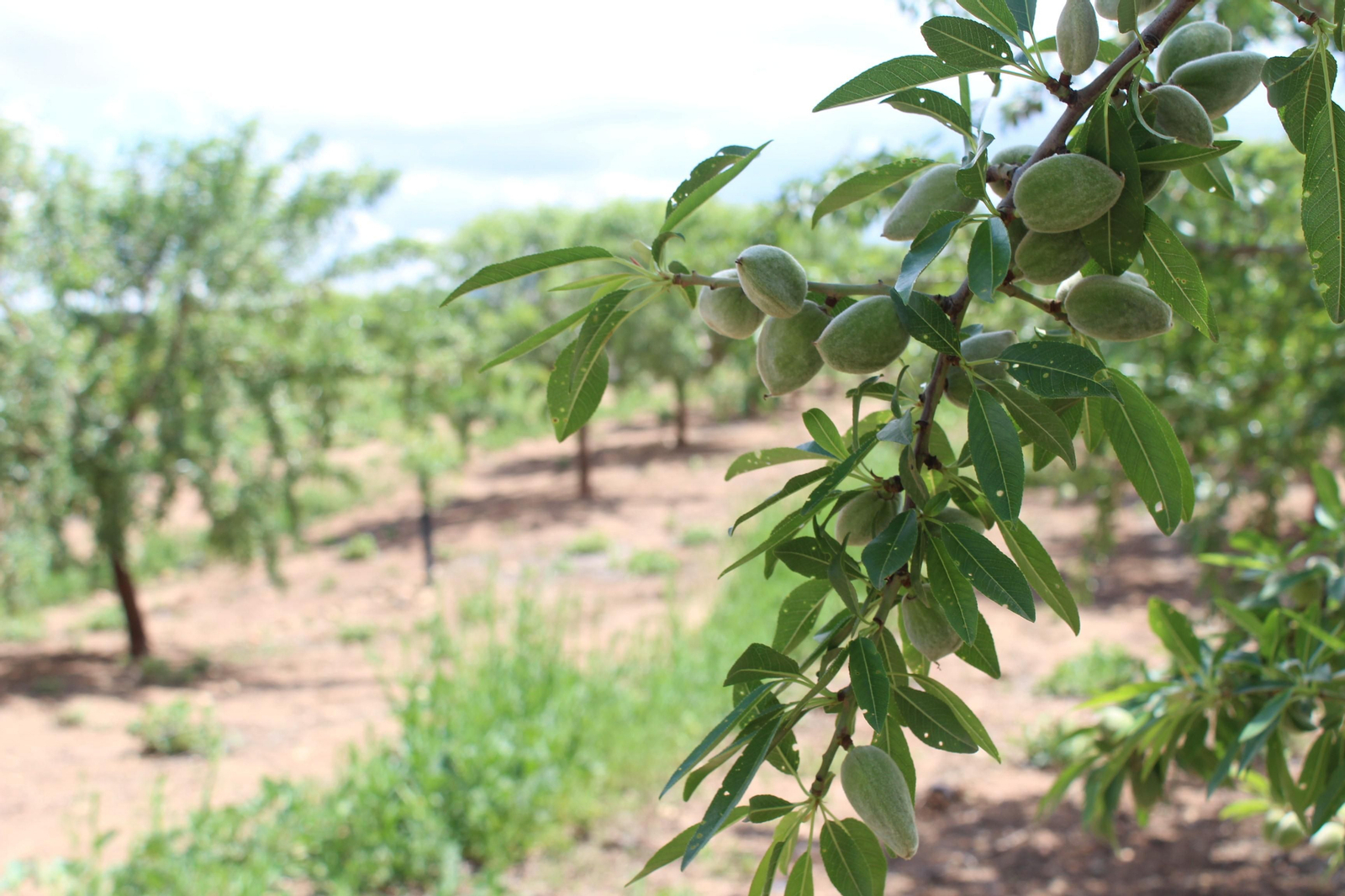 Campos de almendros. Campos de almendros.