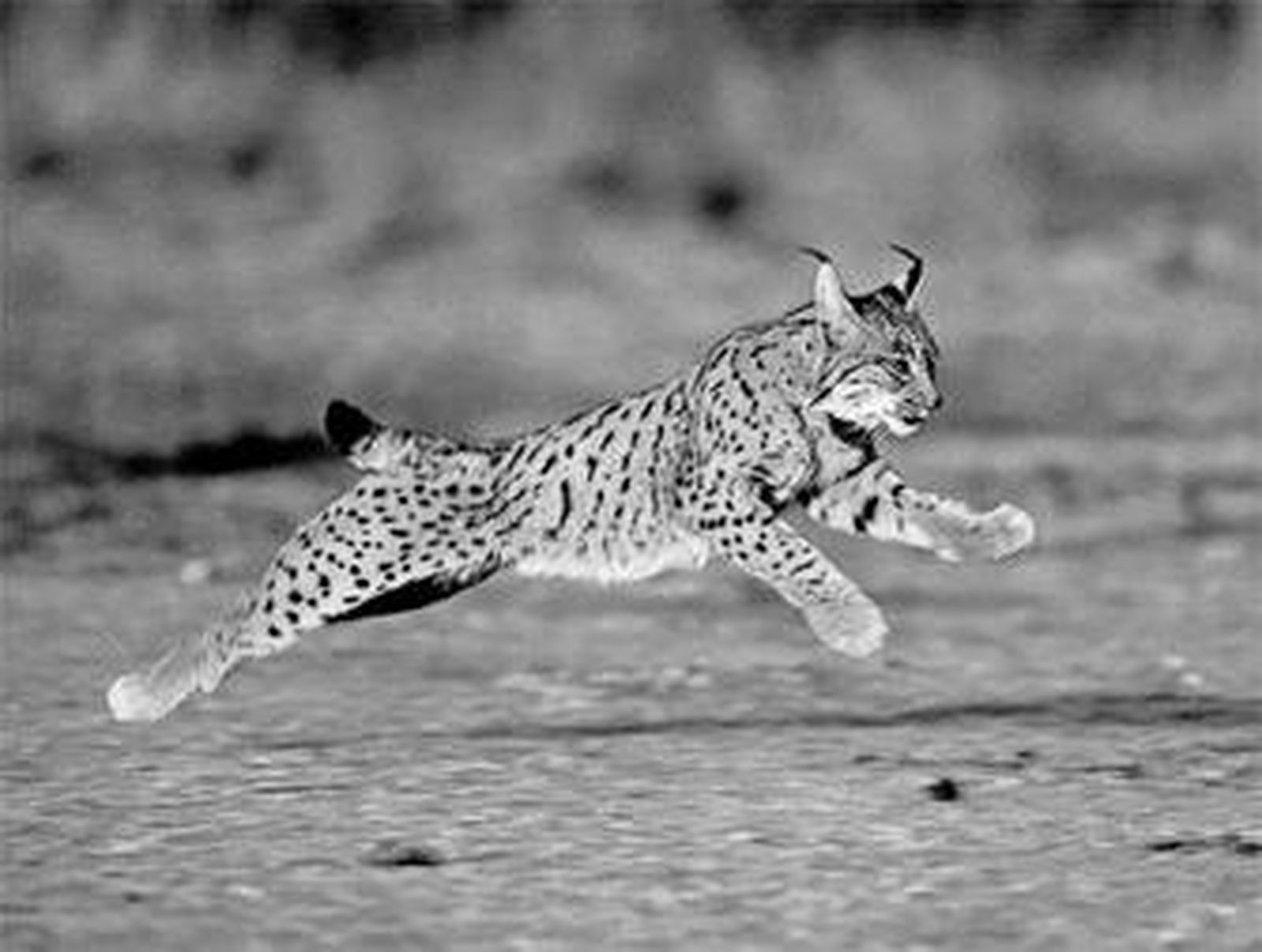 Un lince, en el momento en el que salta sobre una presa.