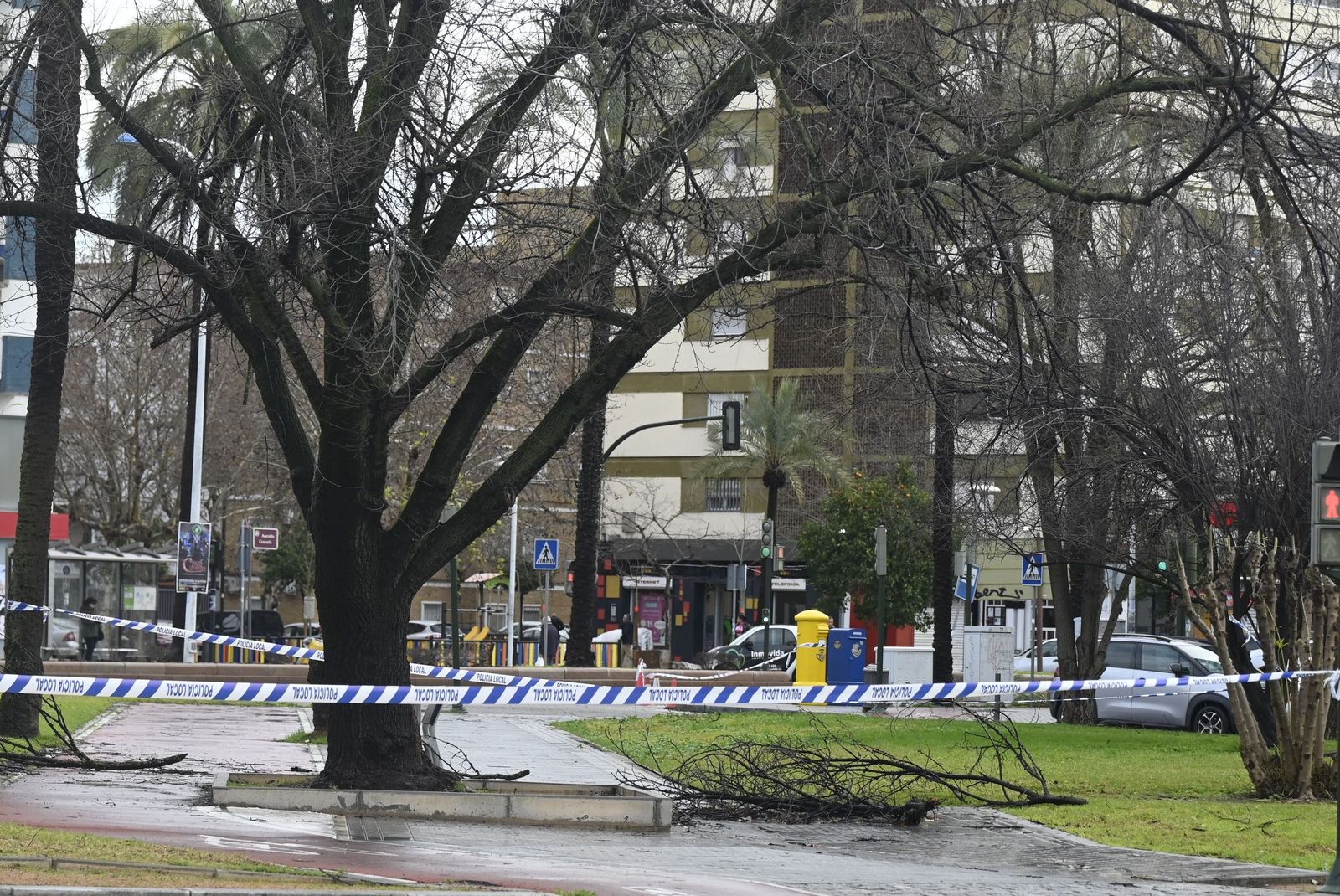 Las imágenes de los destrozos de la borrasca Kristin en Córdoba: árboles arrancados y desprendimientos de tejados y fachadas