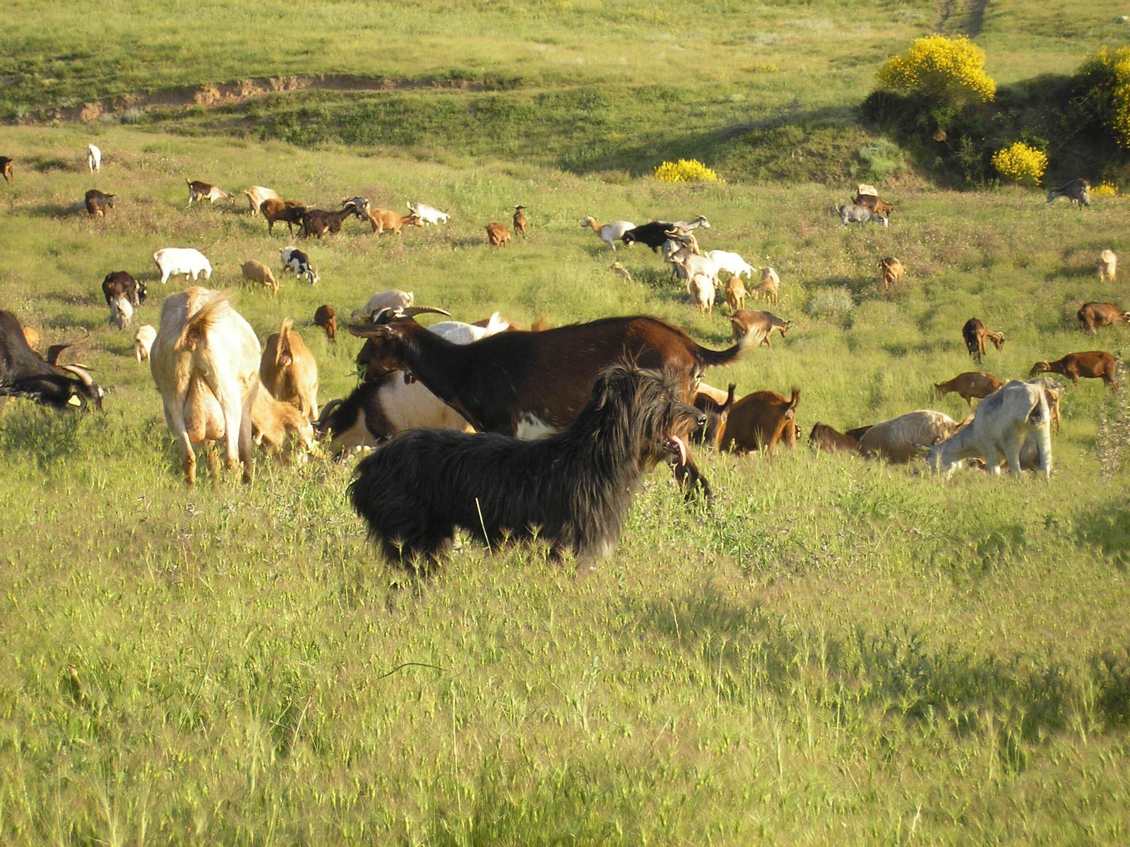 La Escuela de Pastores de Andalucía imparte un curso de formación para fijar población