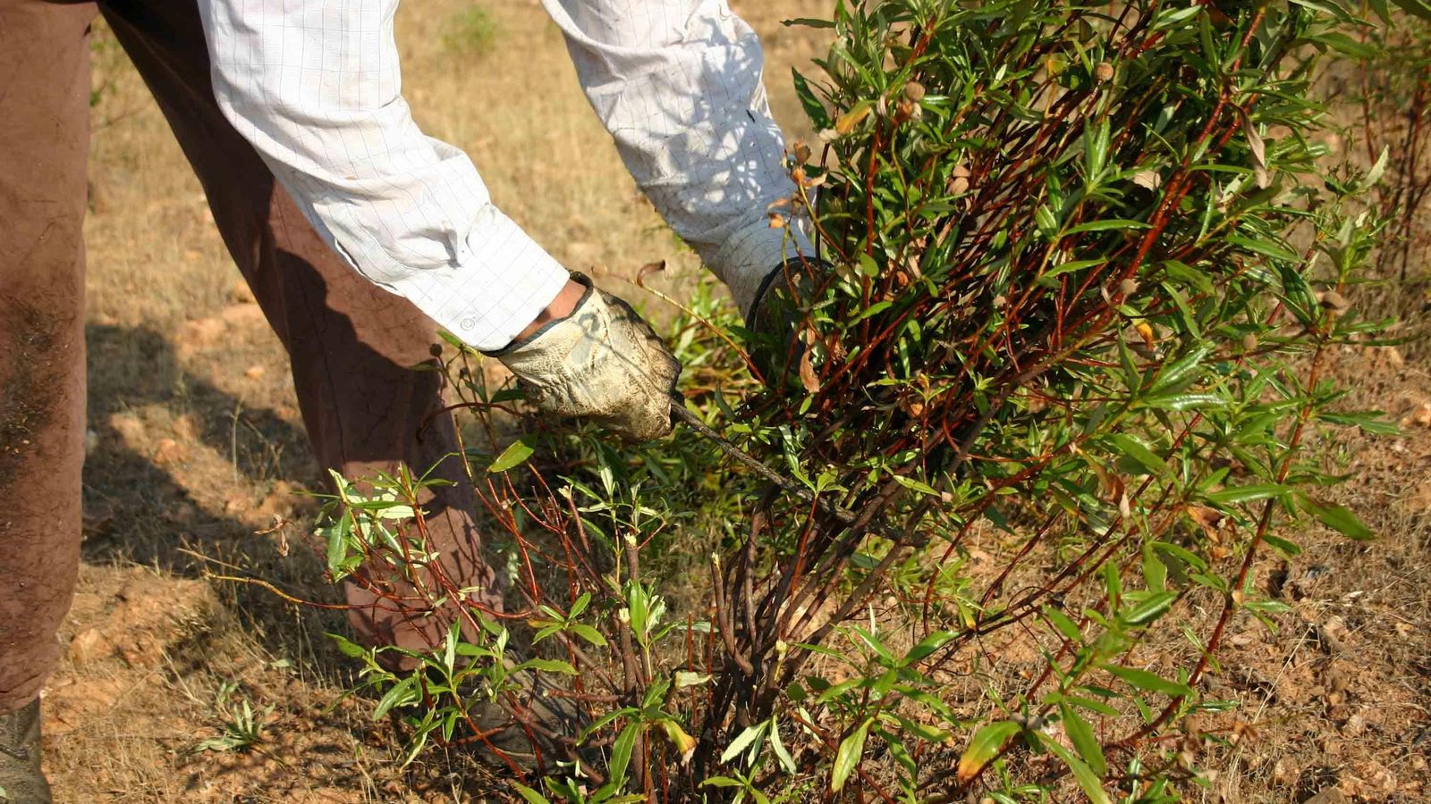 La siega de la jara se realiza a mano.