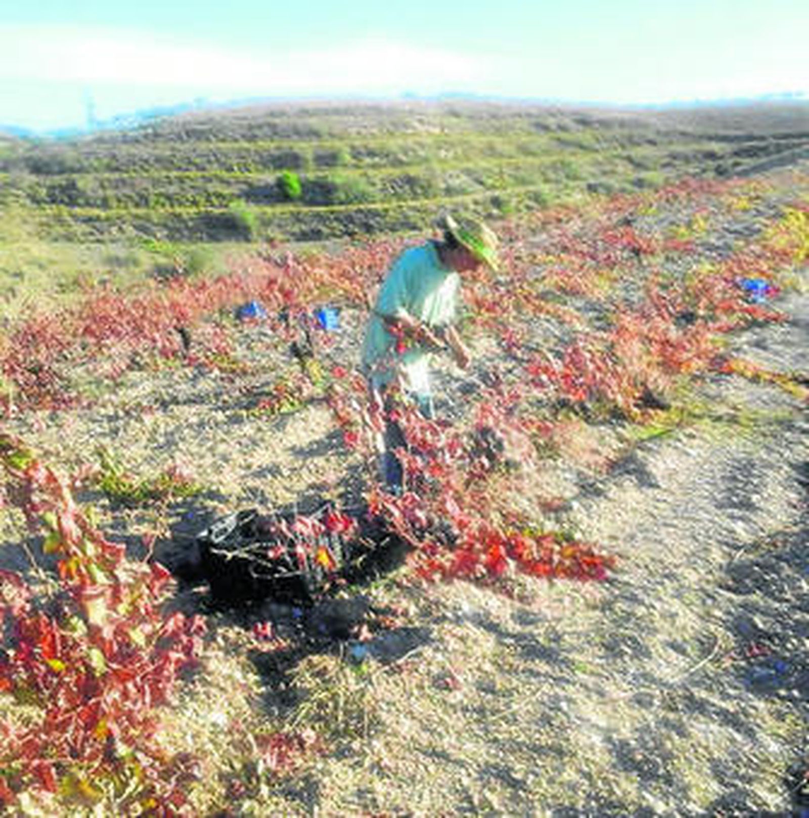 El retraso de la primavera ha impedido que la uva madure antes.