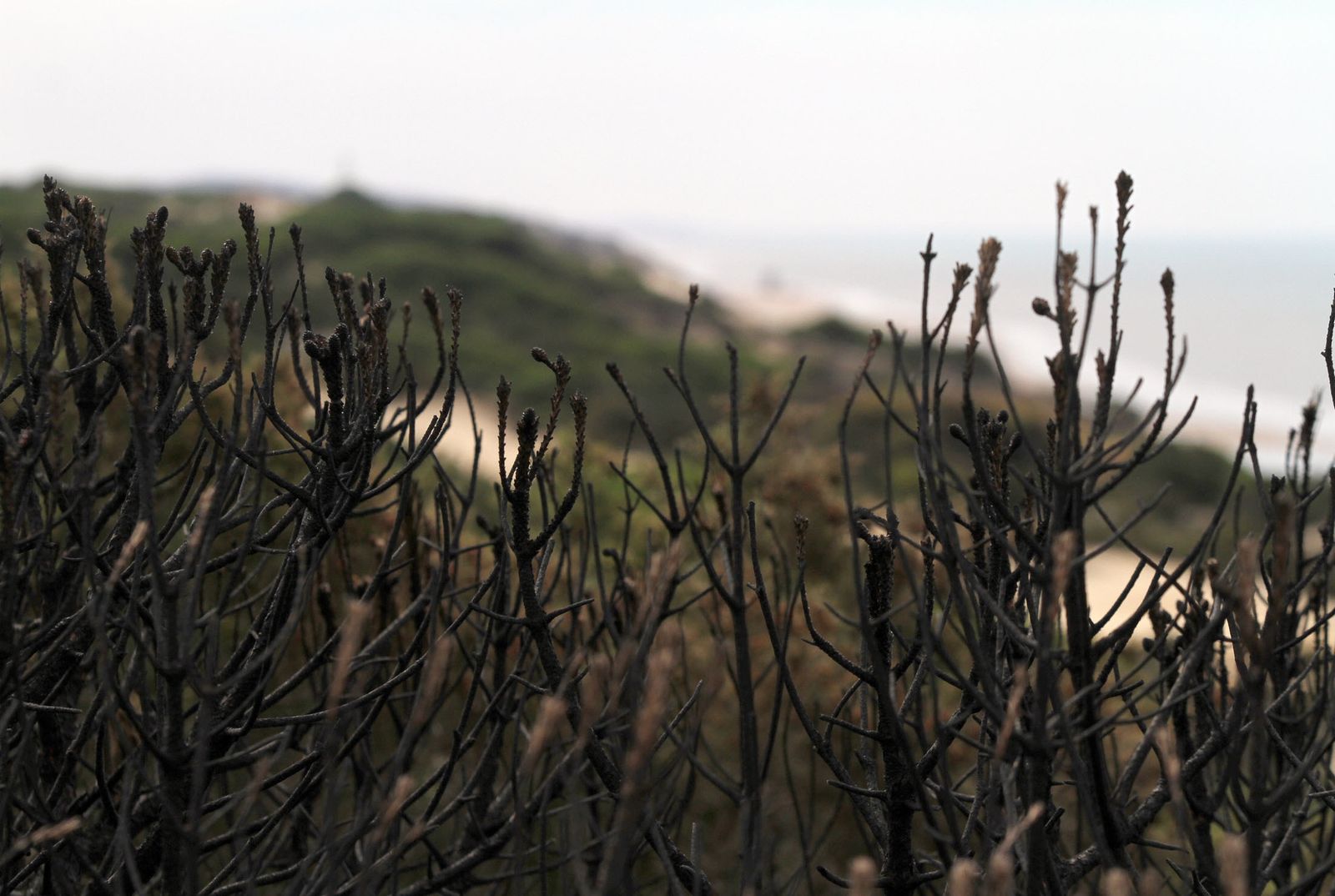 Imágenes de las consecuencias del incendio de Moguer