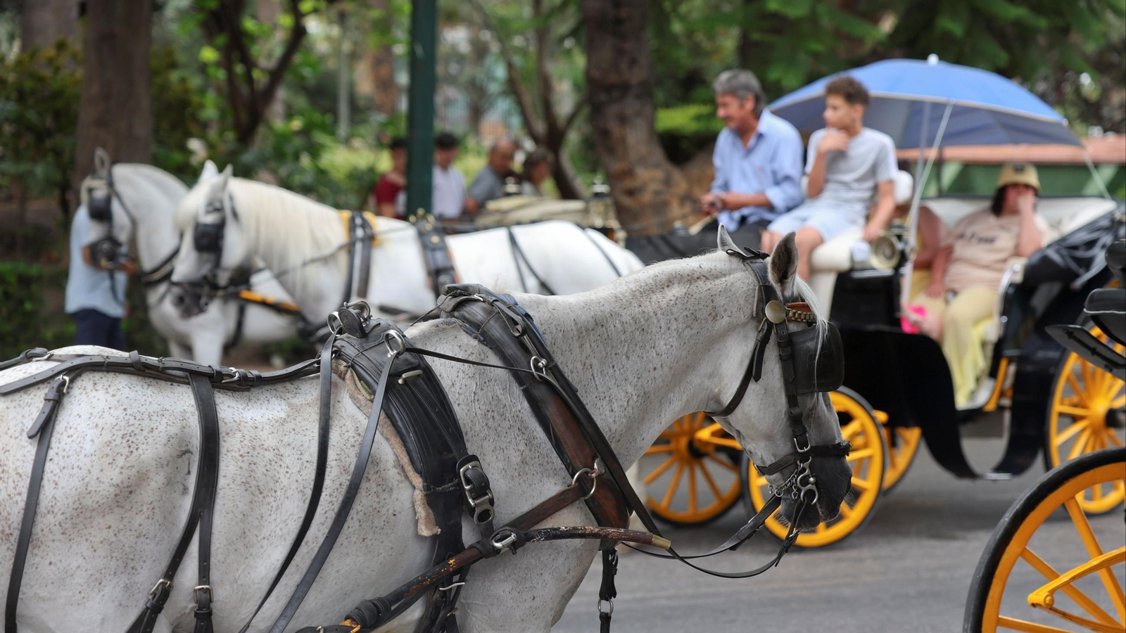 Coches de caballos junto a la Plaza de la Marina