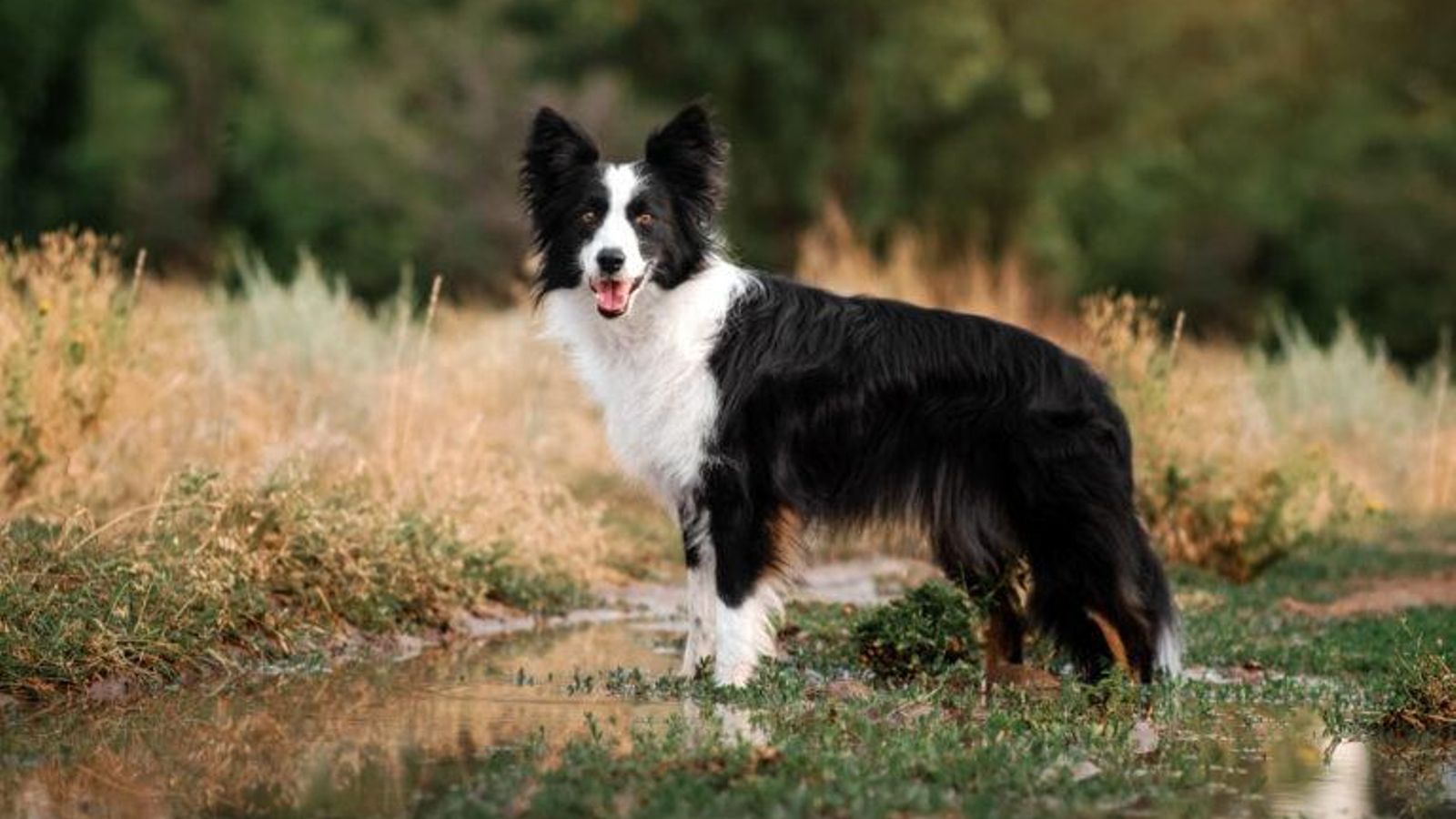 border collie