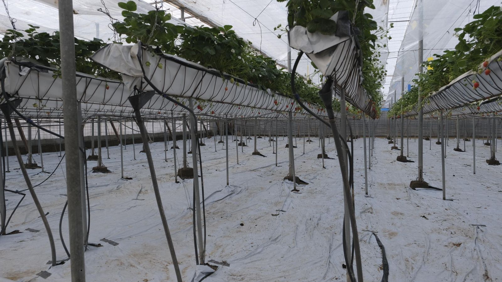 Cultivo hidropónico de fresas