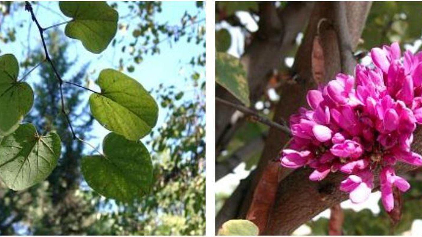 Detalles del árbol del amor Detalles del árbol del amor