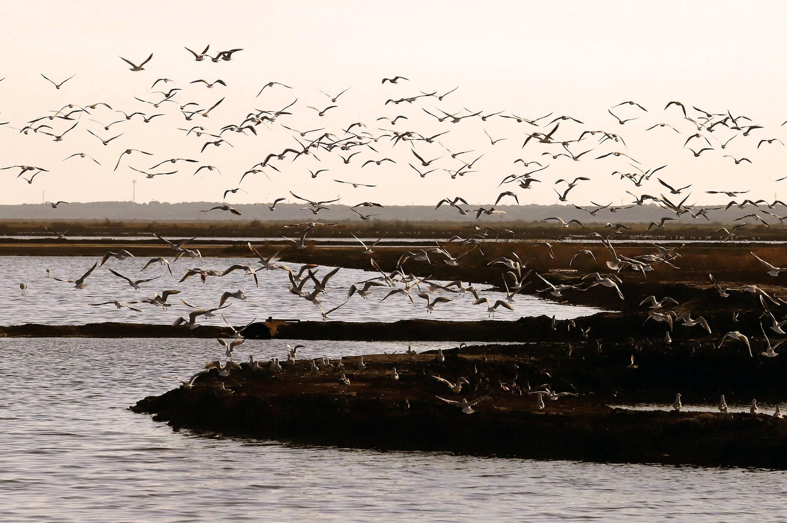 Imágenes de Marismas del Odiel, un Paraje Natural en la confluencia de las desembocaduras de los ríos Tinto y Odiel