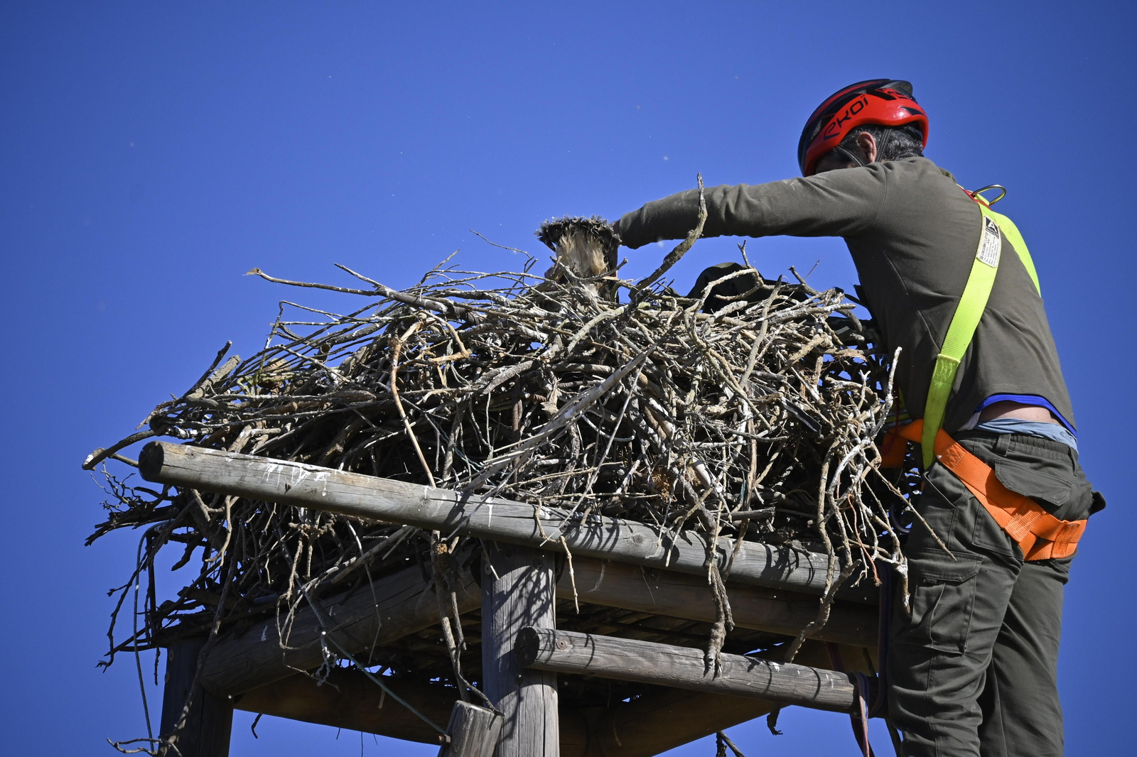 Anillamiento de tres pollos de águila pescadora nacidas en el Paraje Natural Marismas del Odiel