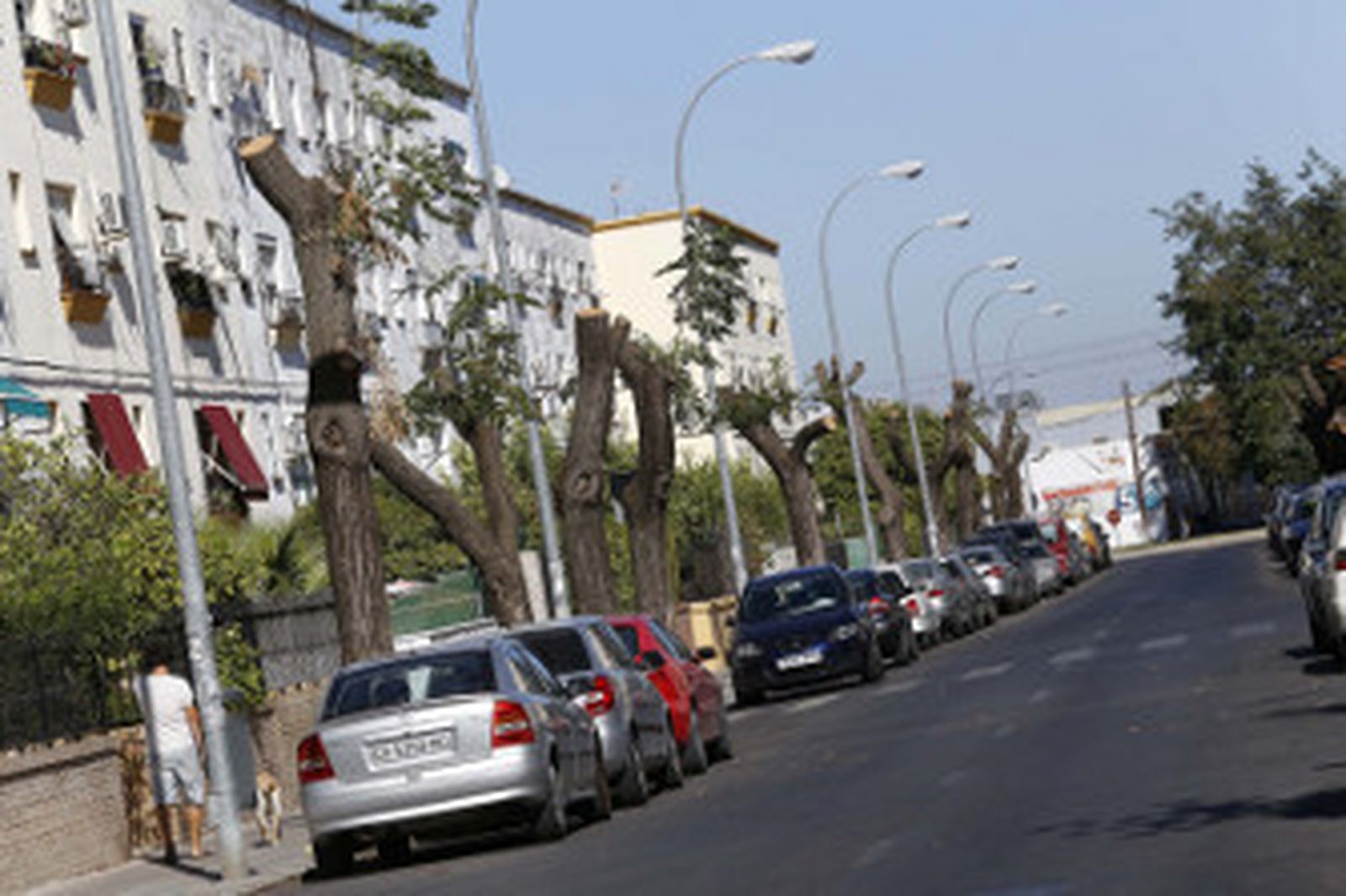 Una imagen del aspecto que presentan los árboles de la calle Manuel Rodríguez ‘Manolete’/Manuel Aranda