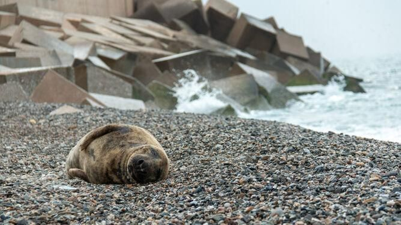 La foca gris en una playa de Motril. La foca gris en una playa de Motril.