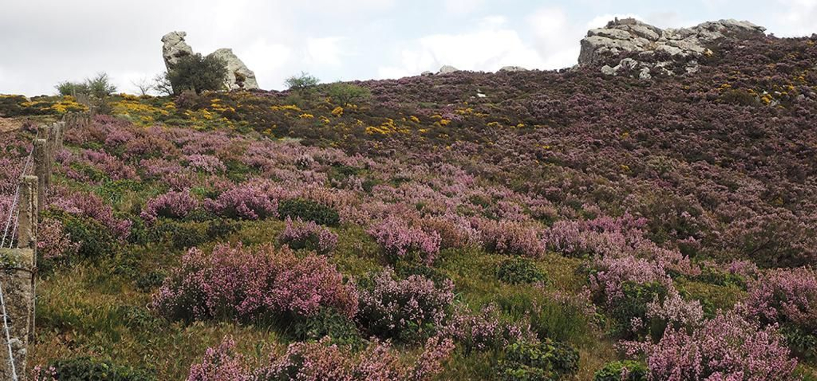 Un paraje de herrizas.