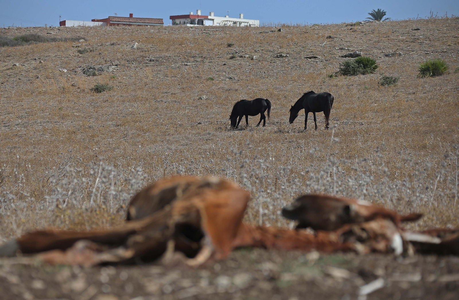 Imágenes de los nuevos cadáveres de caballos en el muladar ilegal de Pajarete en Algeciras