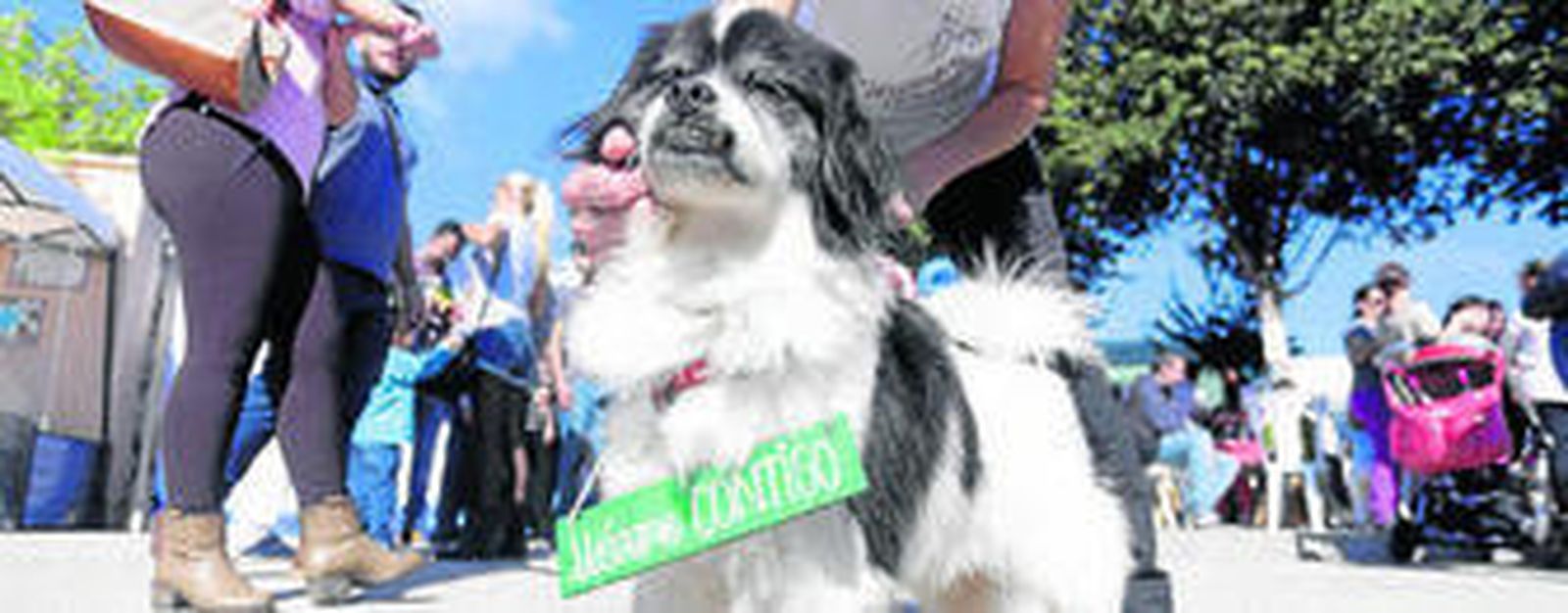 Uno de los perros en adopción, ayer.