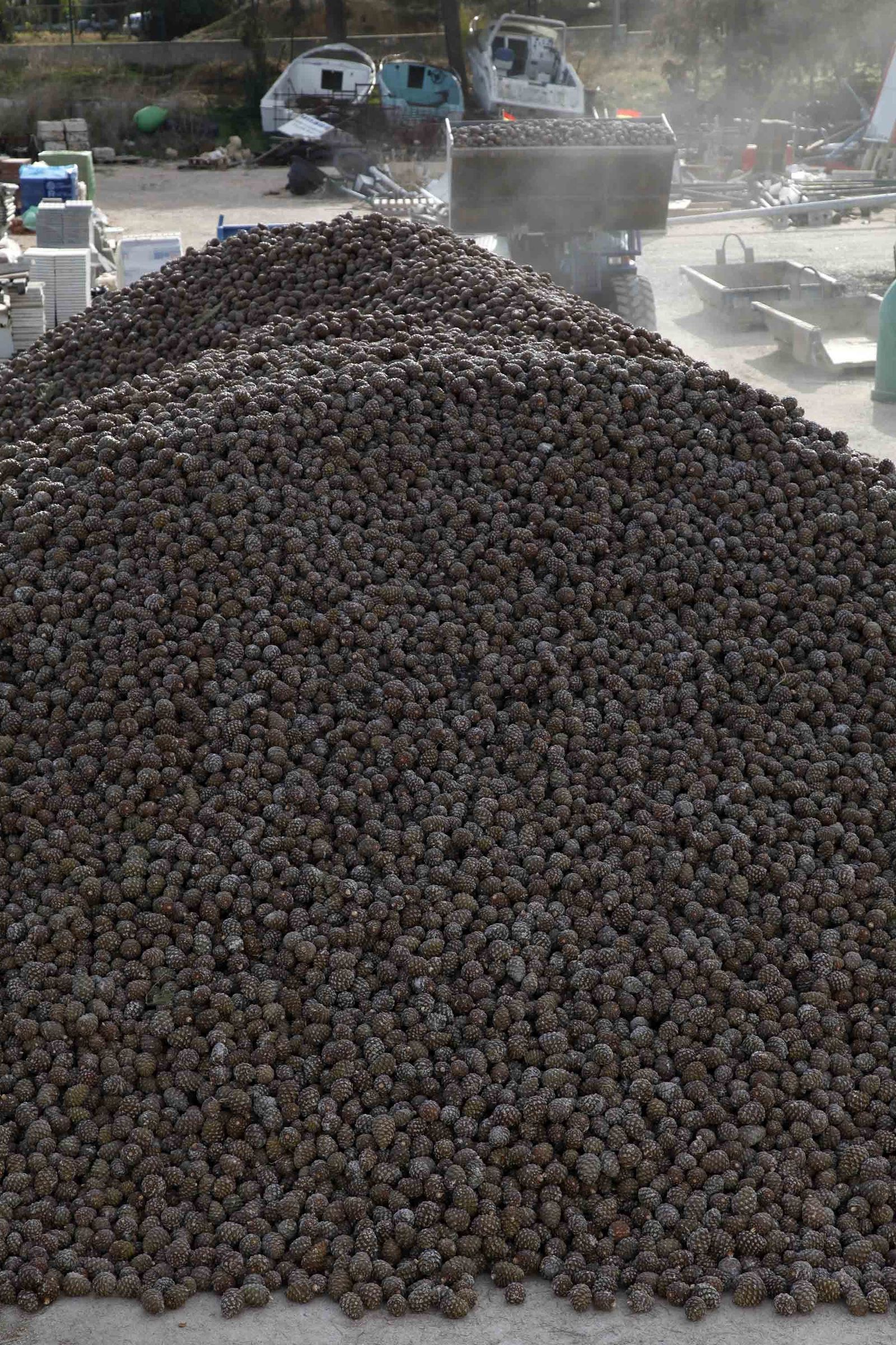 Un tractor maniobra ante una gran montaña que alberga cientos de kilos de piñas.