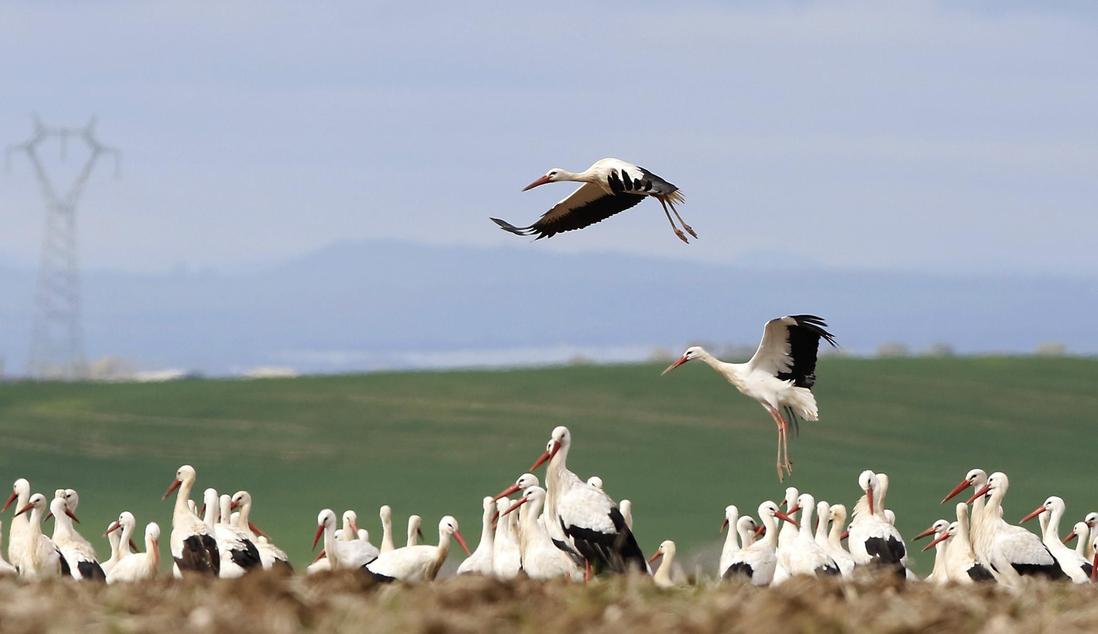 Un grupo de cigüeñas descansa sobre una zona de pradera de Córdoba.