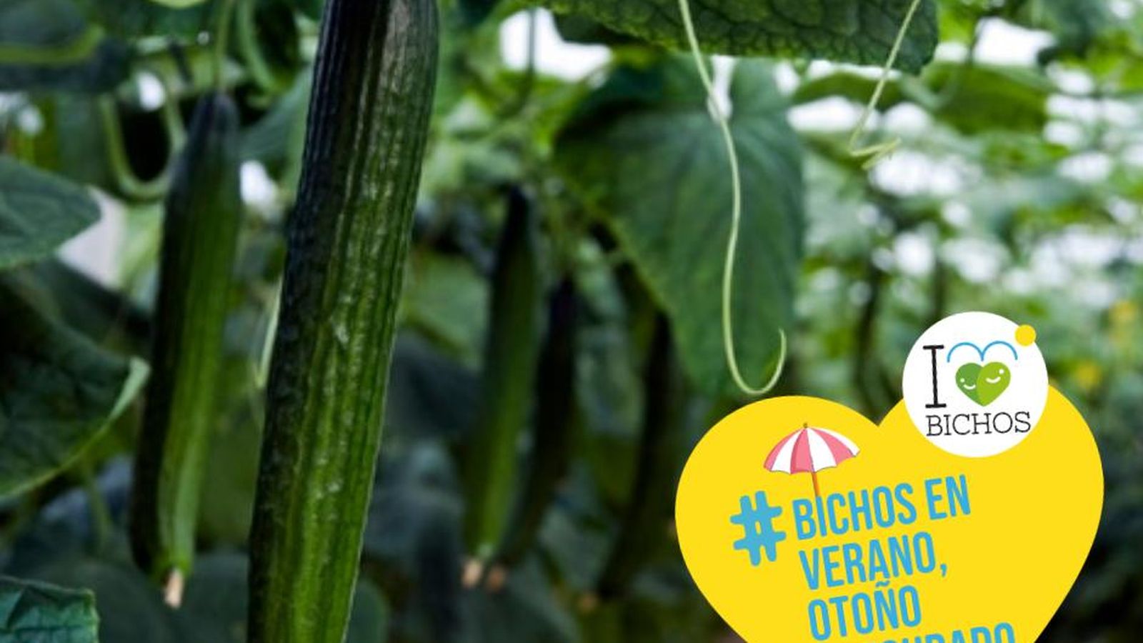 Hortyfruta continúa en verano con la campaña I Love Bichos. Cultivos Naturalmente Protegidos