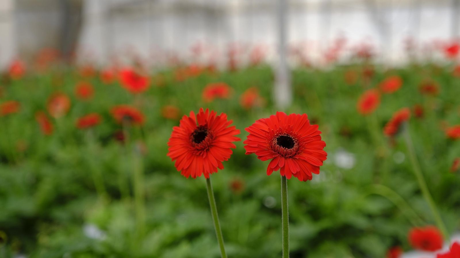 Gerberas.