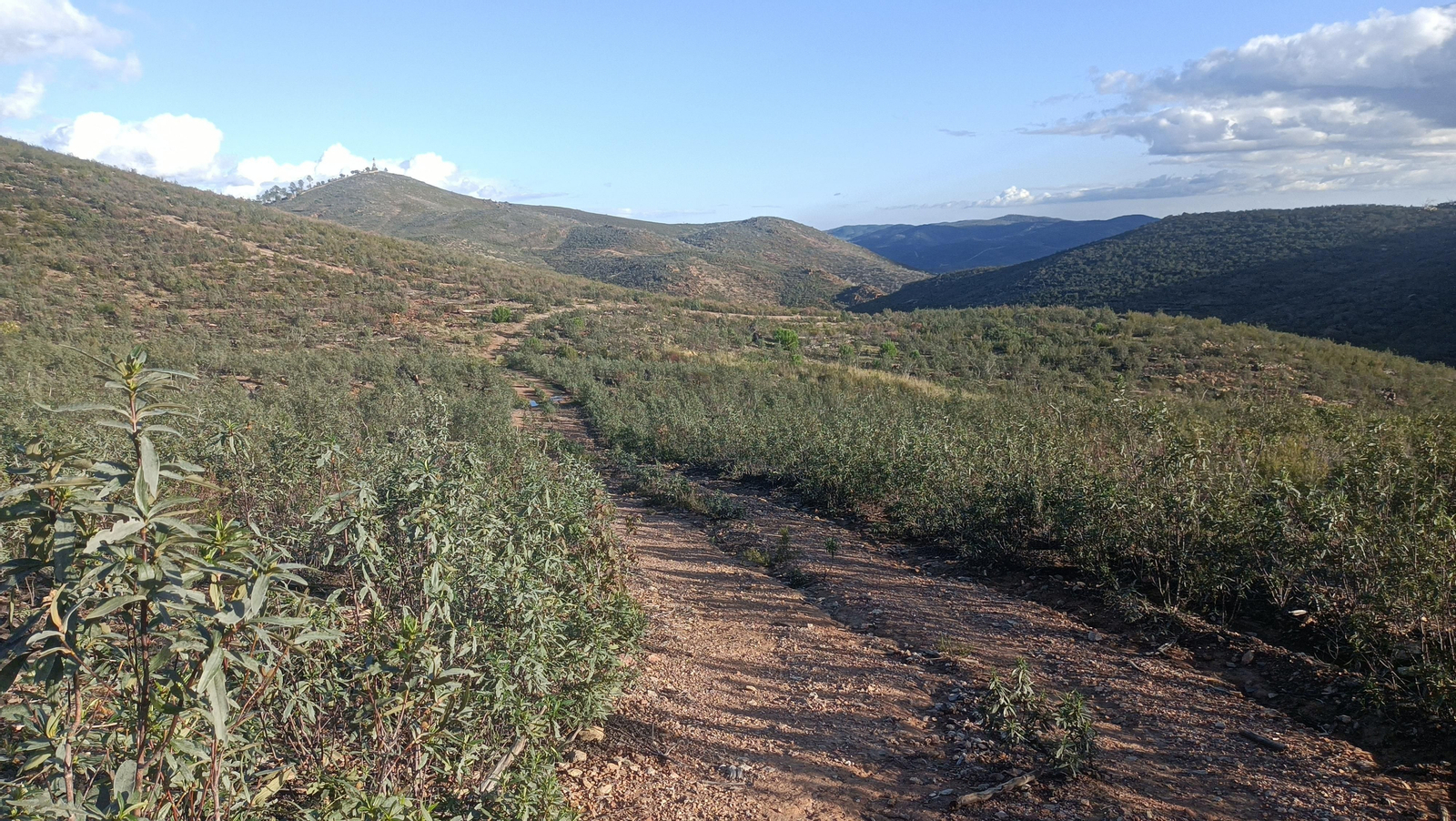Zona de vegetación baja en los alrededores del Padre Caro.