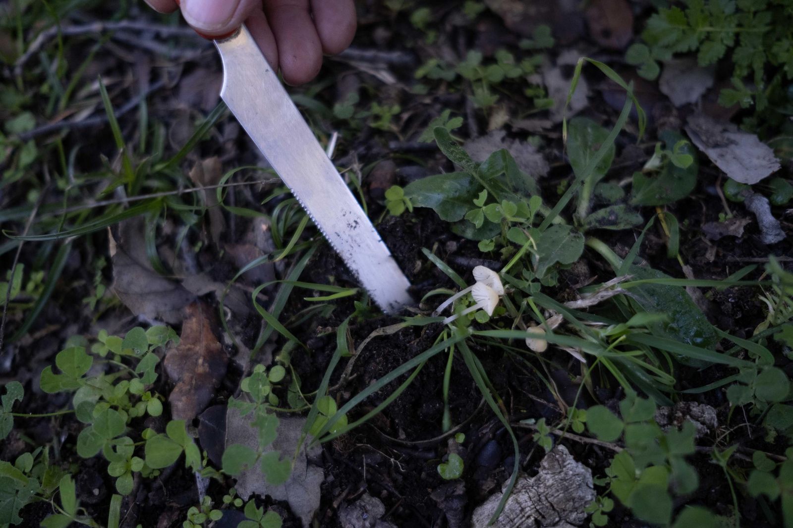 Jornadas micológicas de Cortes de la Frontera, en fotos