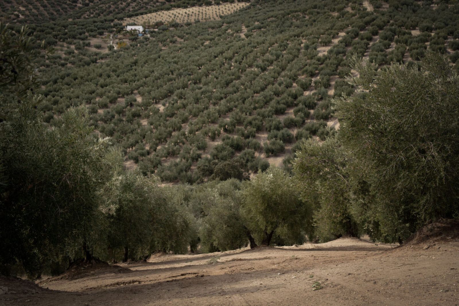 El aceite de Montefrío está considerado uno de los mejores a nivel internacional