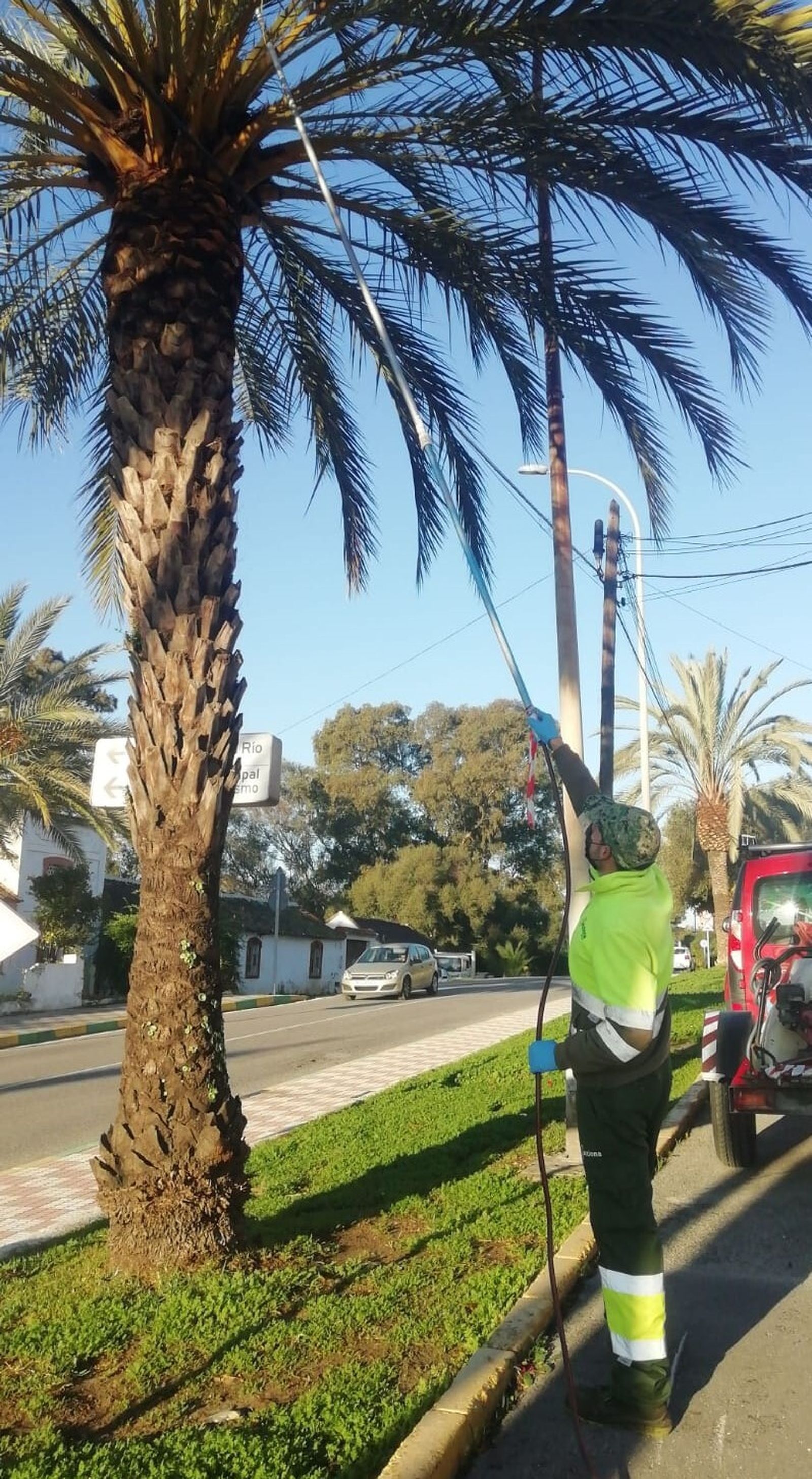 Trabajos sobre las palmeras afectadas