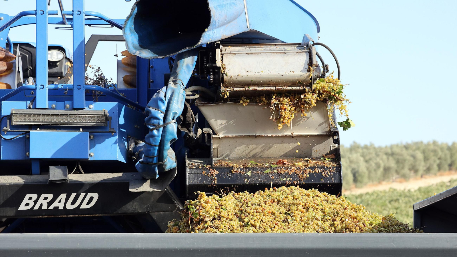 Fundador comienza su vendimia en Jerez