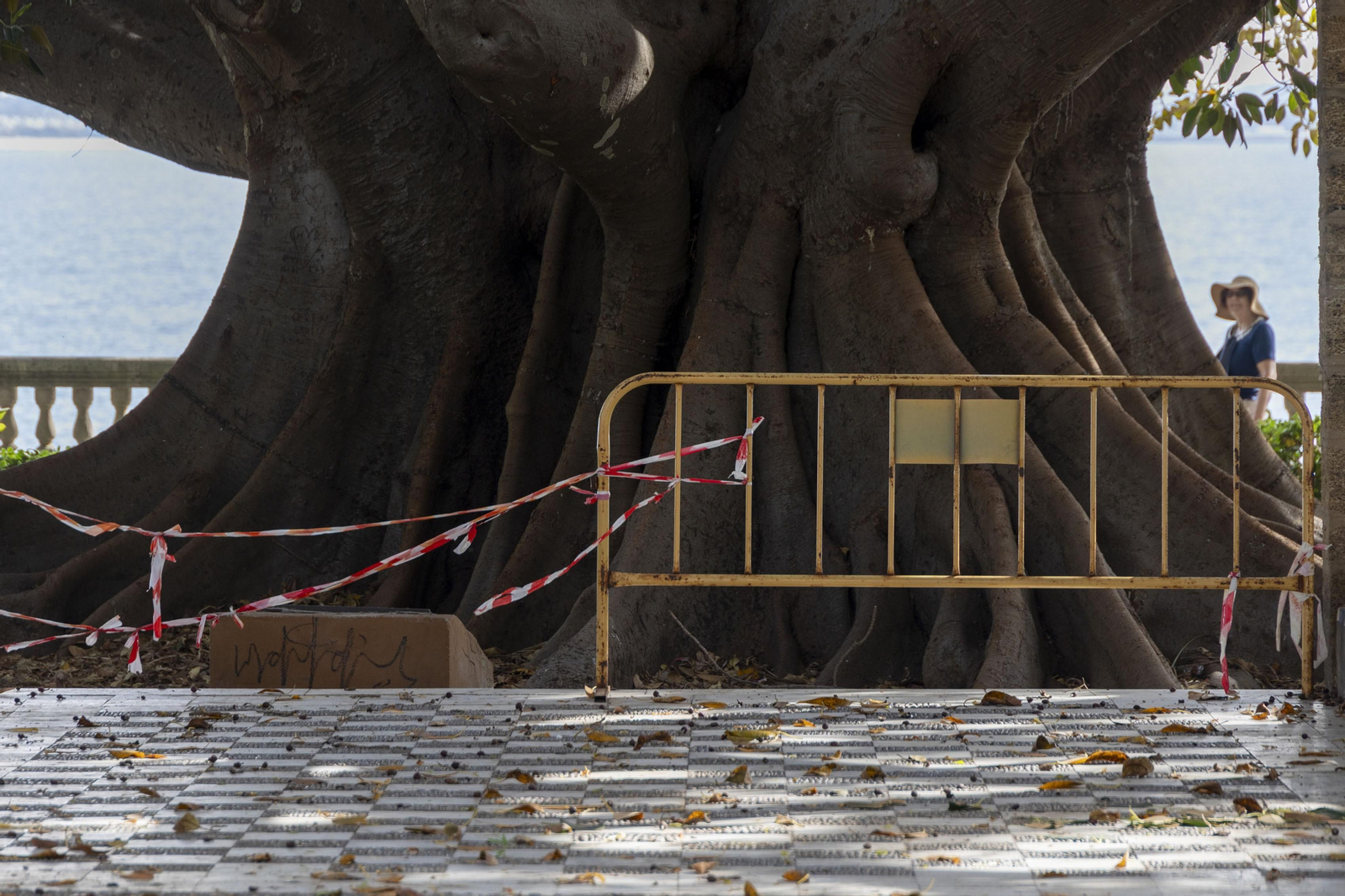 Las imágenes del mal estado de los paseos de Cádiz