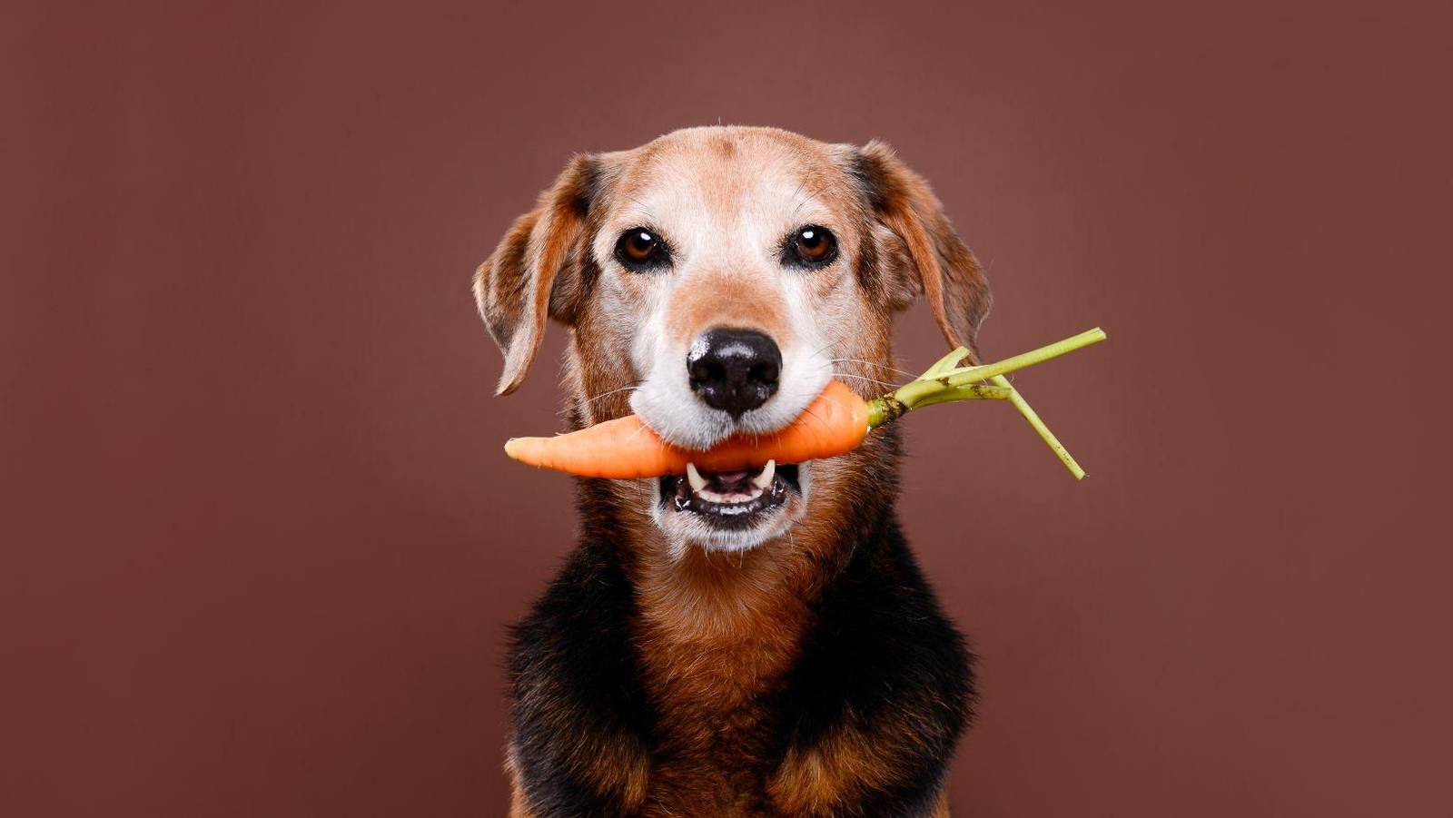 Comida real deshidratada para perros y gatos