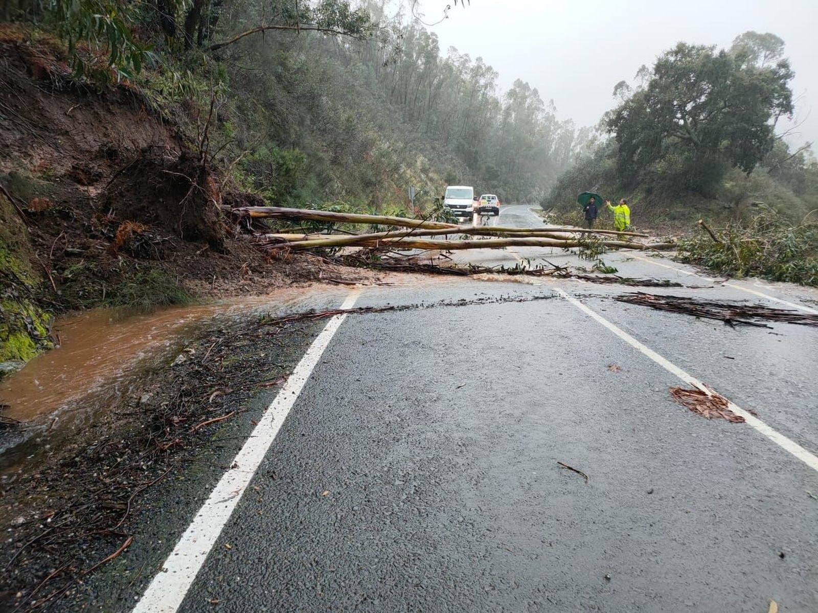 Caída de árbol en una vía de la Sierra de Huelva.