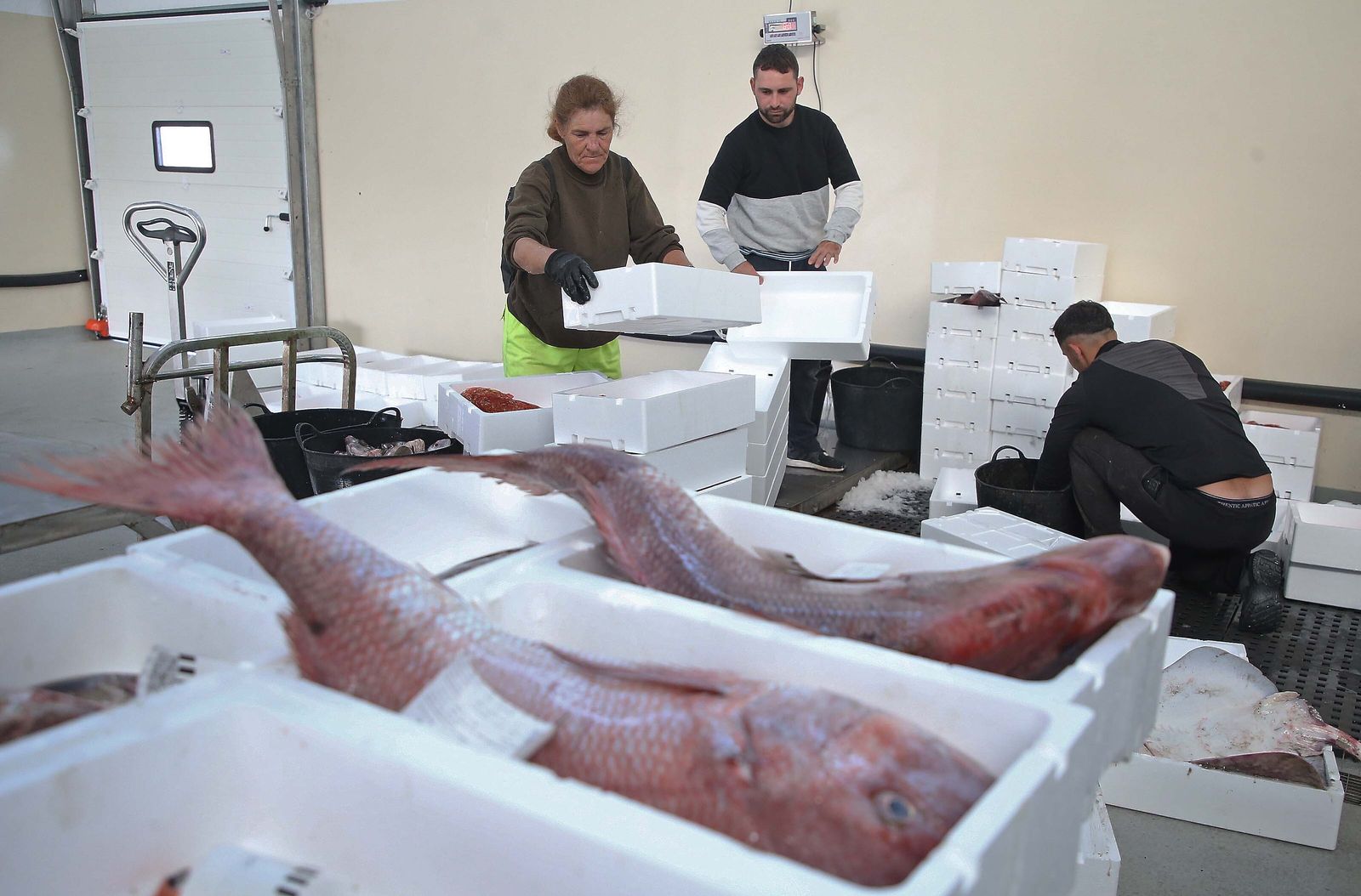 El puerto pesquero de La Línea, en imágenes