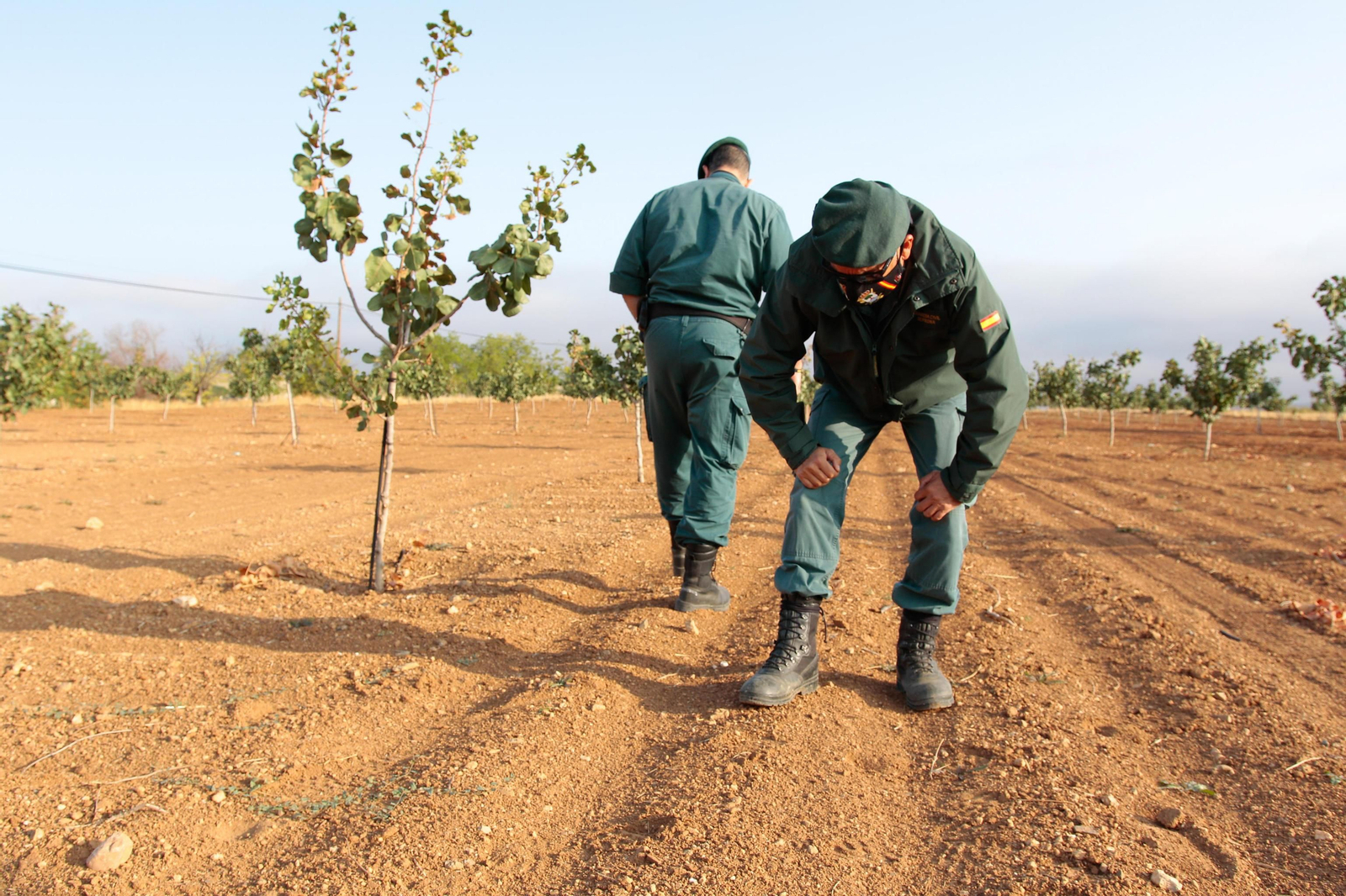 Así busca el Seprona de Granada a la pantera o el gato grande de Ventas de Huelma
