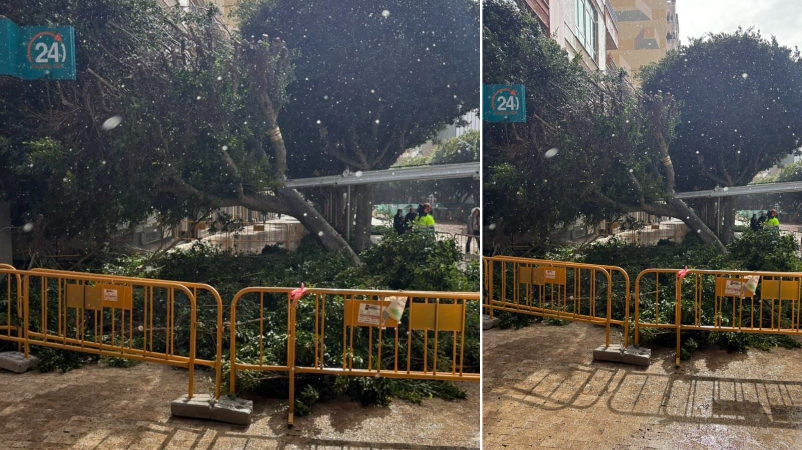 El ficus caído en el Paseo de Almería, a la altura del cruce con Navarro Rodrigo, tras una jornada de fuertes rachas de viento en la capital.