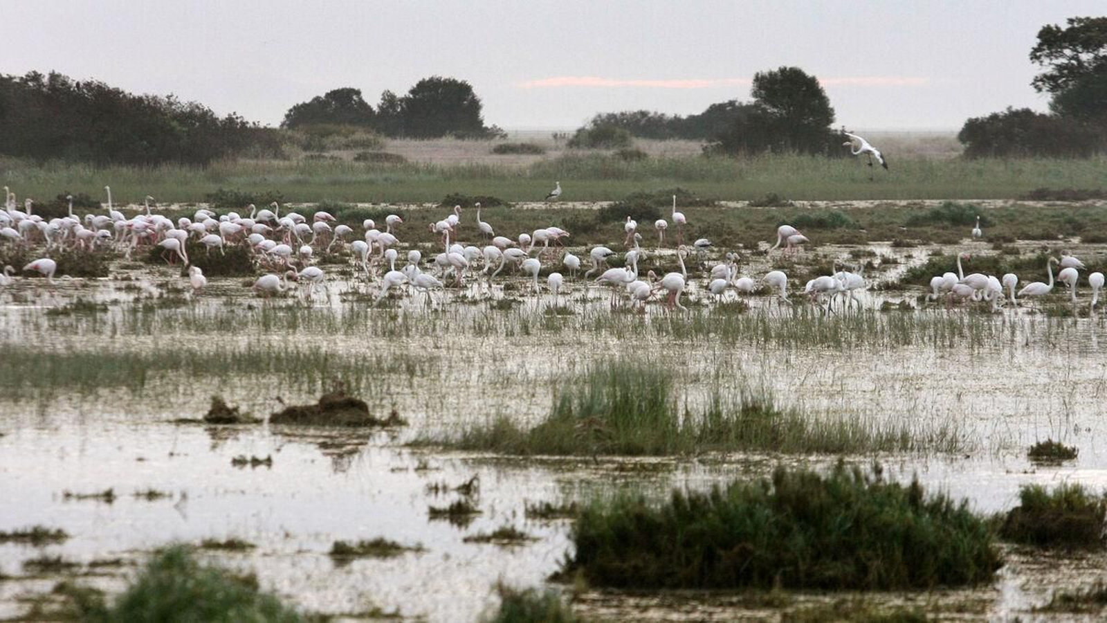 Cinco senderos para adentrarse en el corazón de Doñana